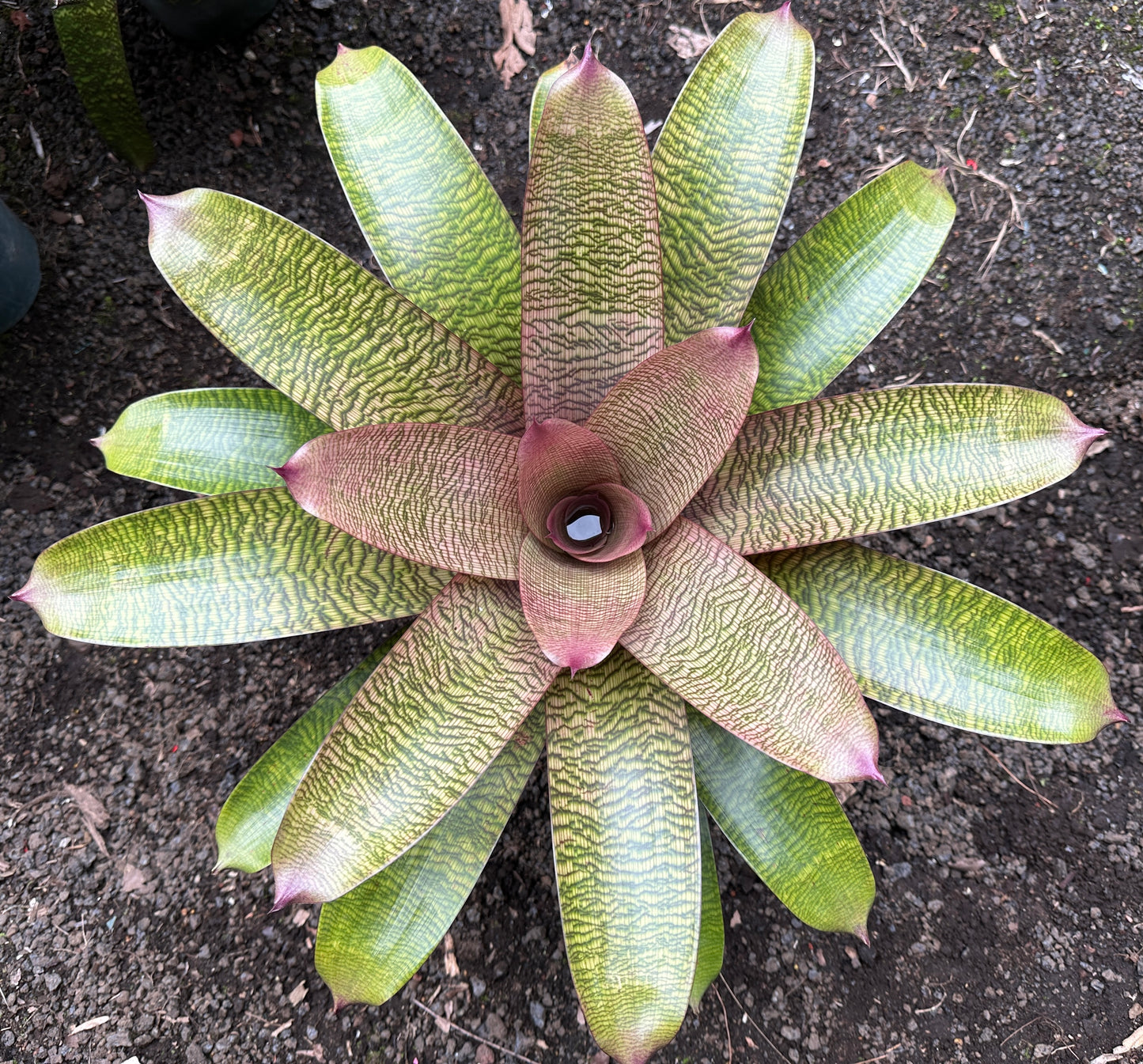 Vriesea hieroglyphica x ‘Ku’ulei’