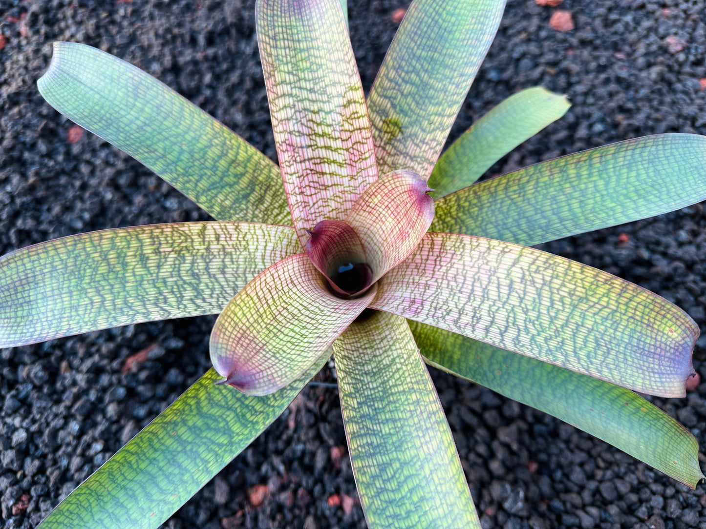 Vriesea (Hawaiian Ruby x Patrice) x ‘Kelci and Jeff’