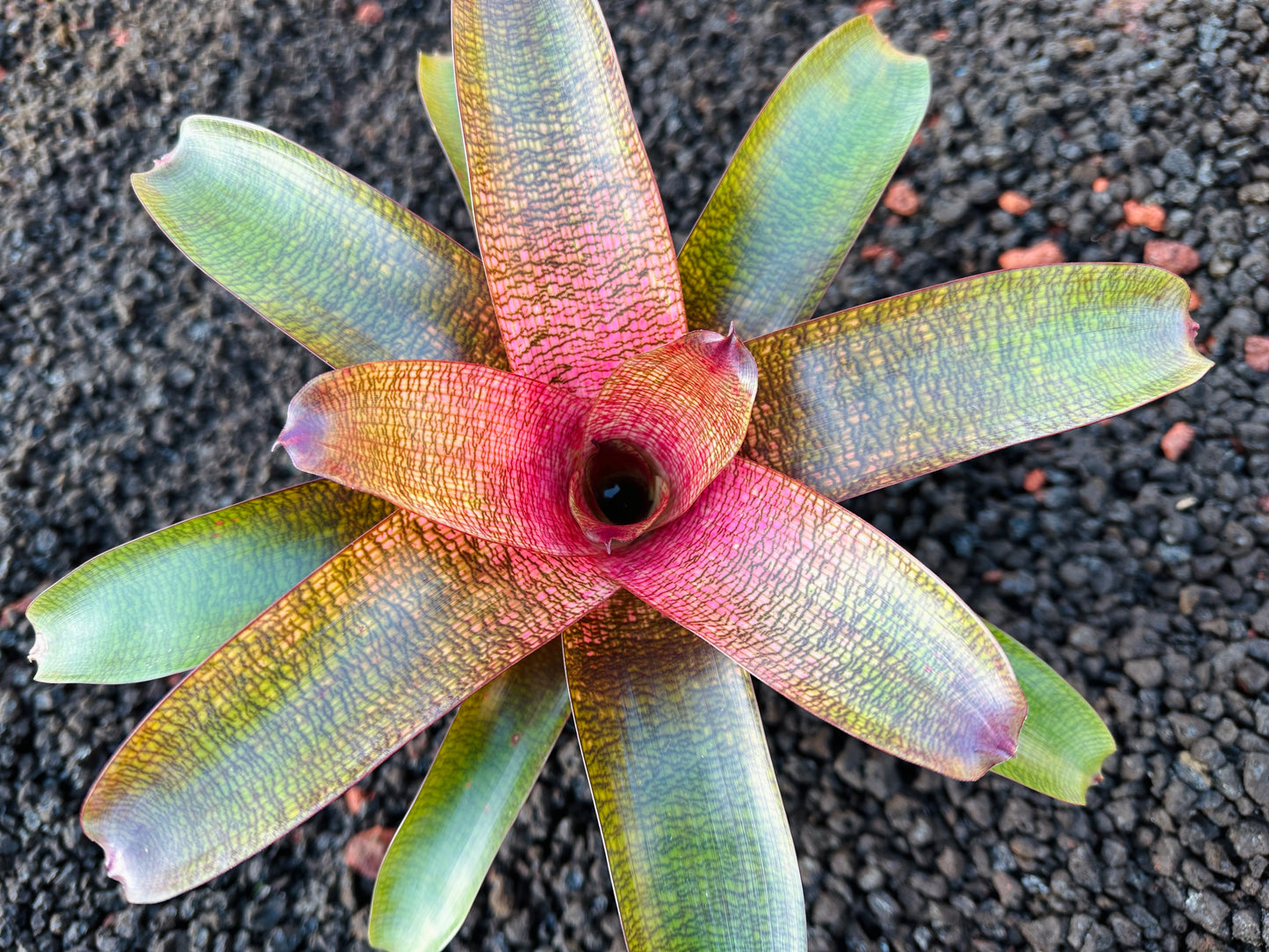 Vriesea ‘Olive and Len Trevor’ x ‘Big Island Passion’