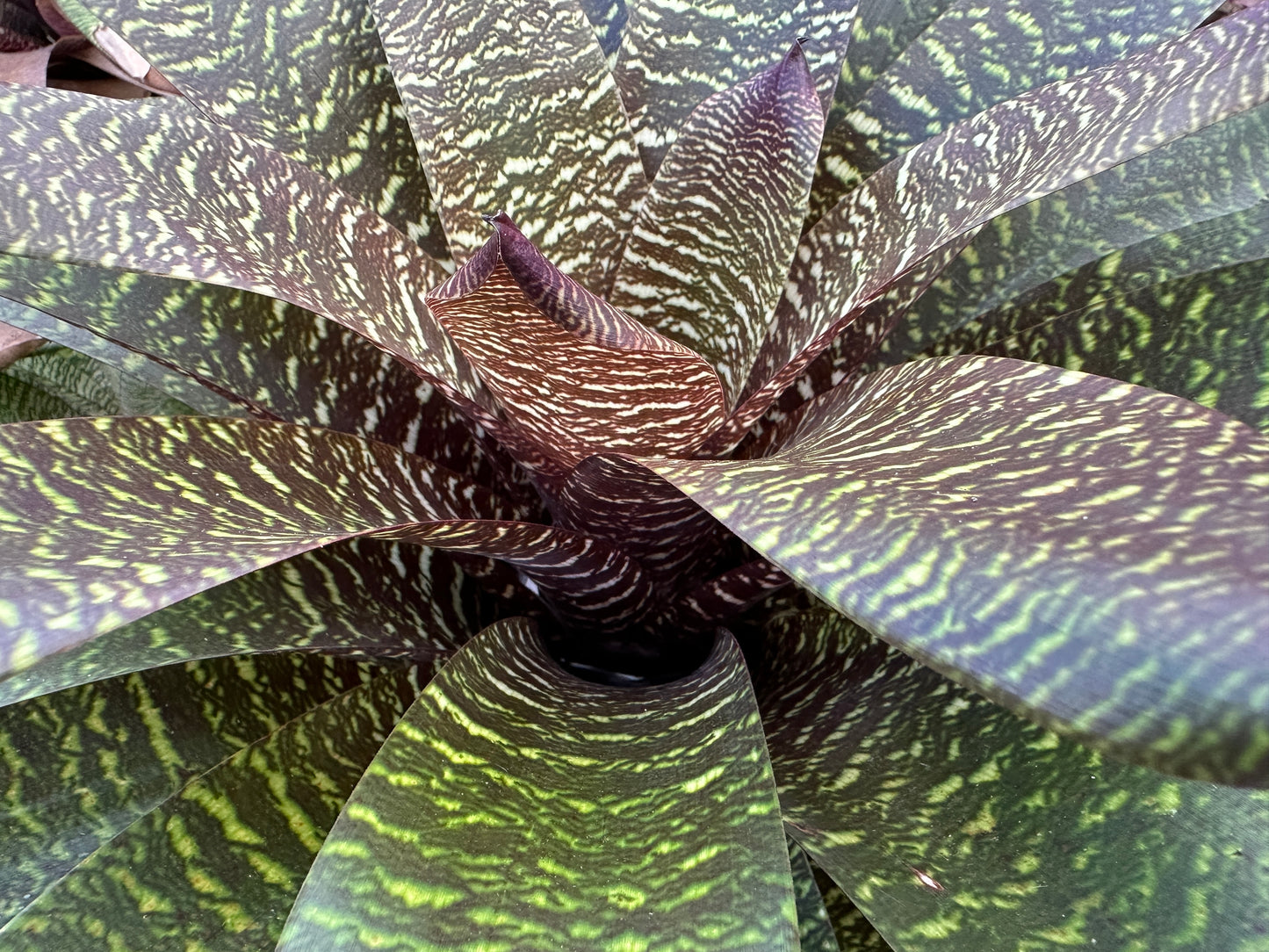 Vriesea ‘Patrice’