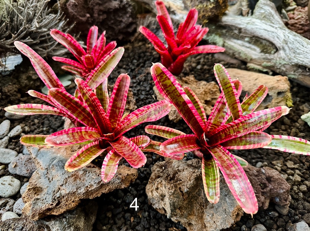 Assorted Neoregelia Minis