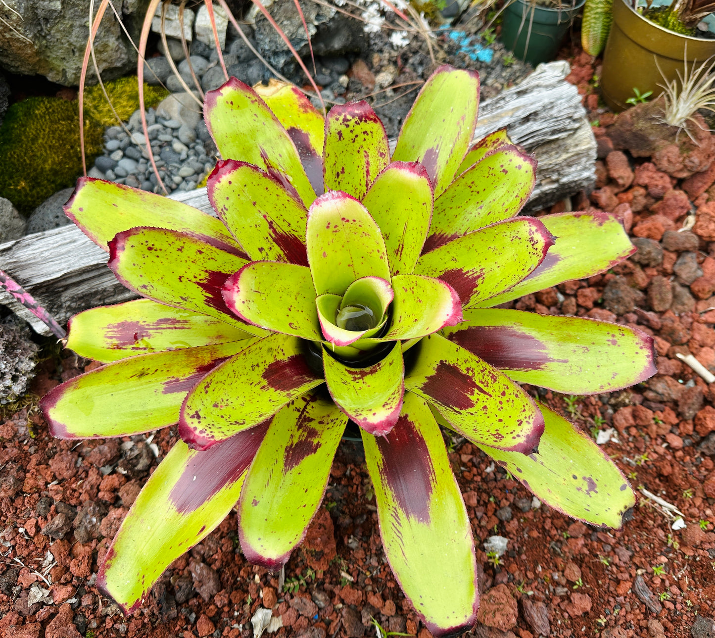 Neoregelia ‘Painted Delight’