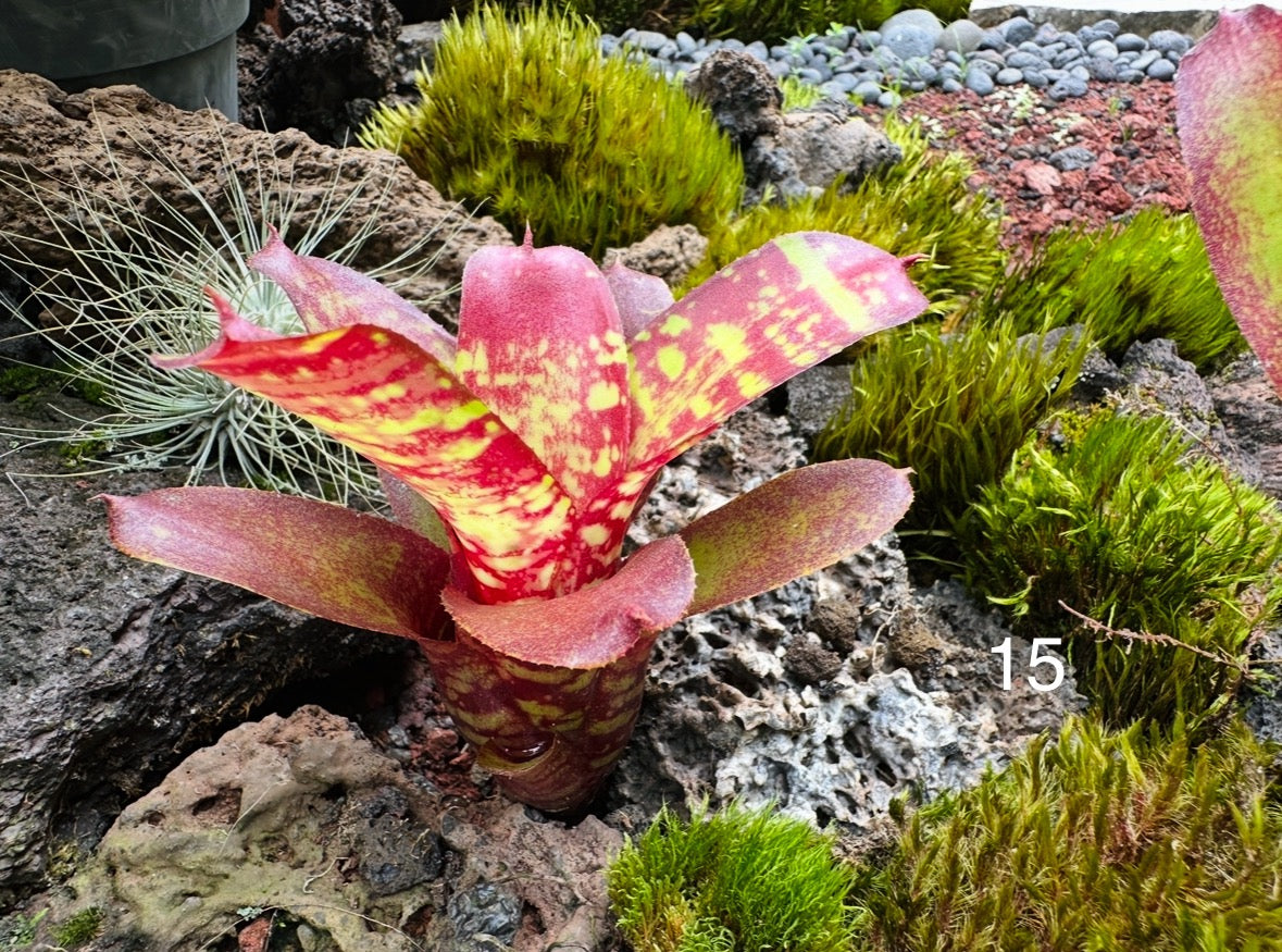 Assorted Neoregelia Minis