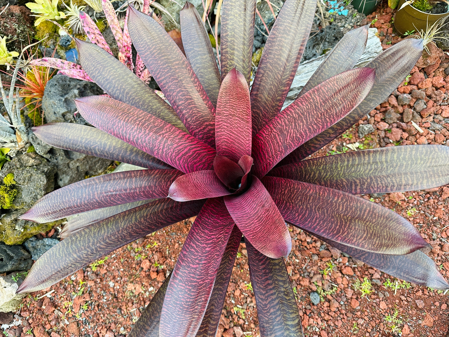 Vriesea ‘Hawaiian Tiger’