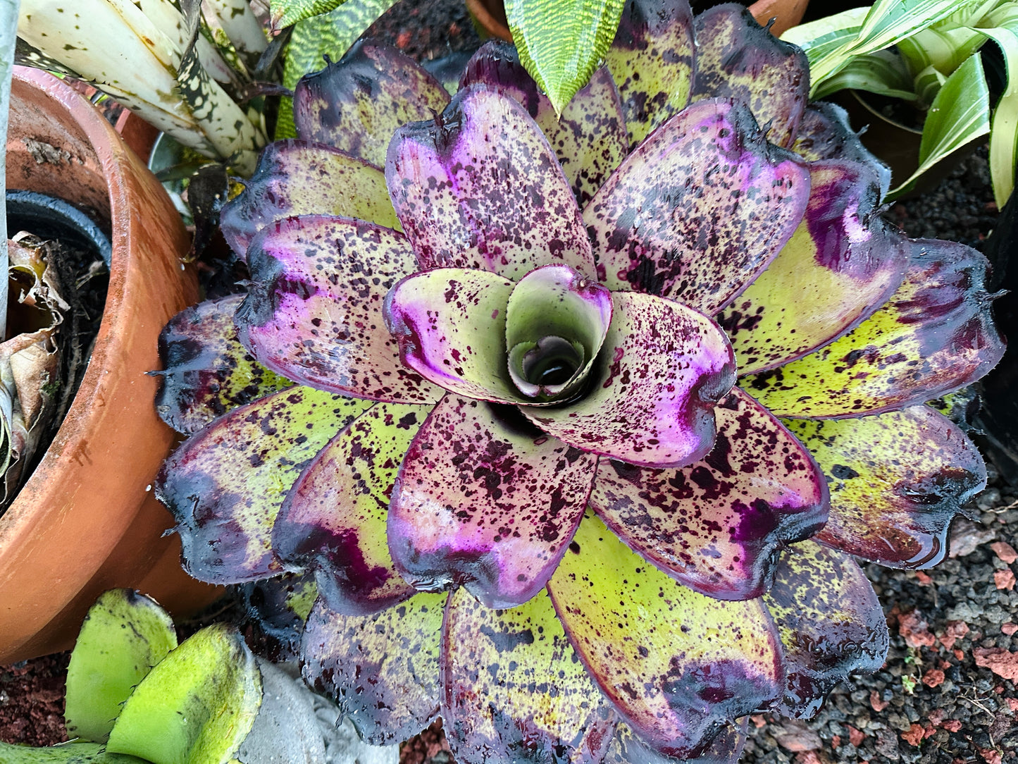 Neoregelia ‘Royanne’