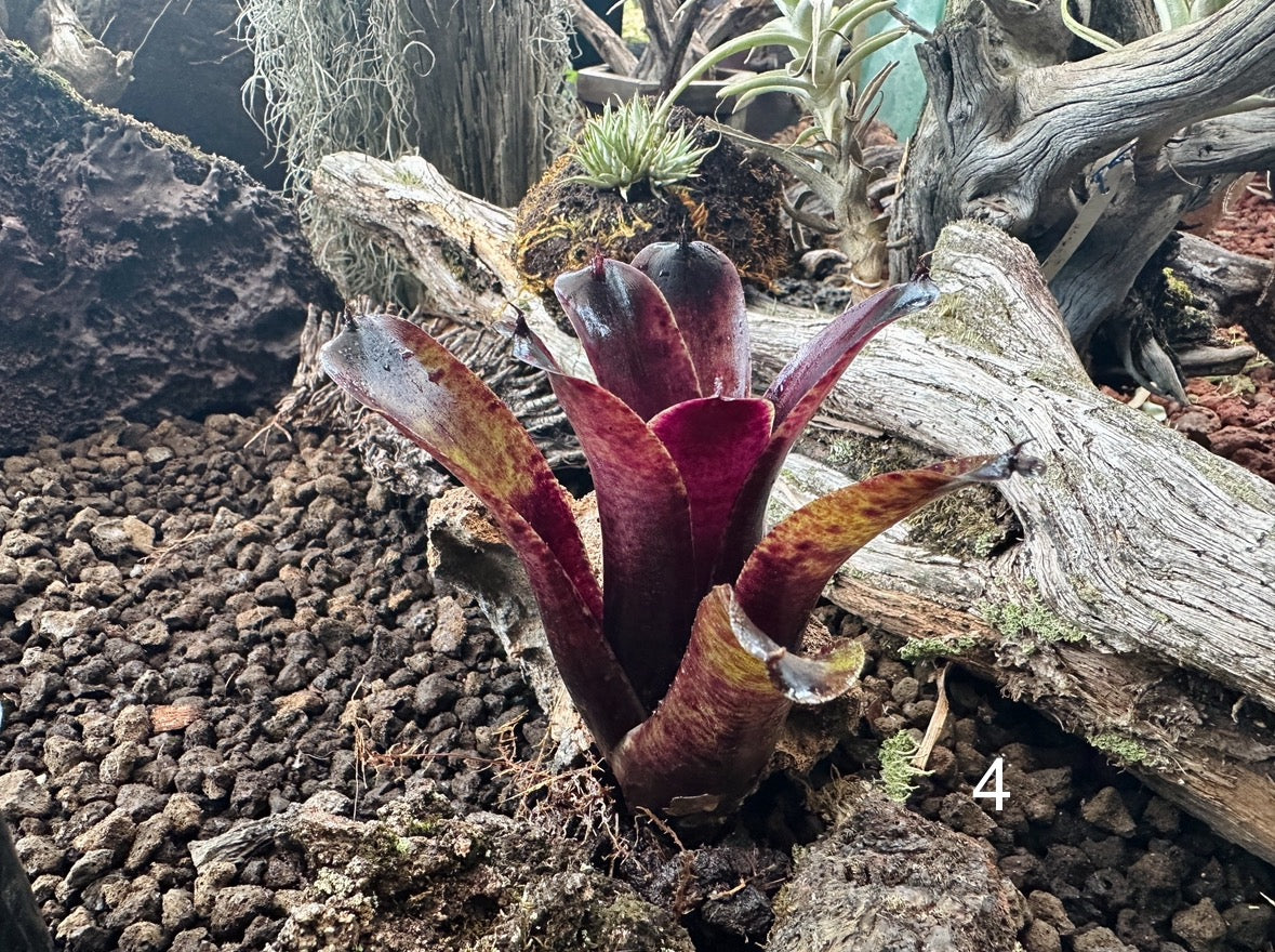 Assorted Neoregelia Minis