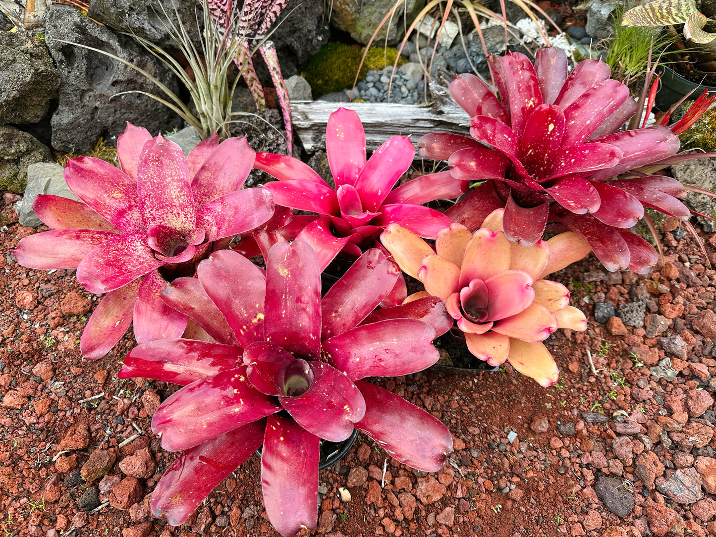Assorted Neoregelia