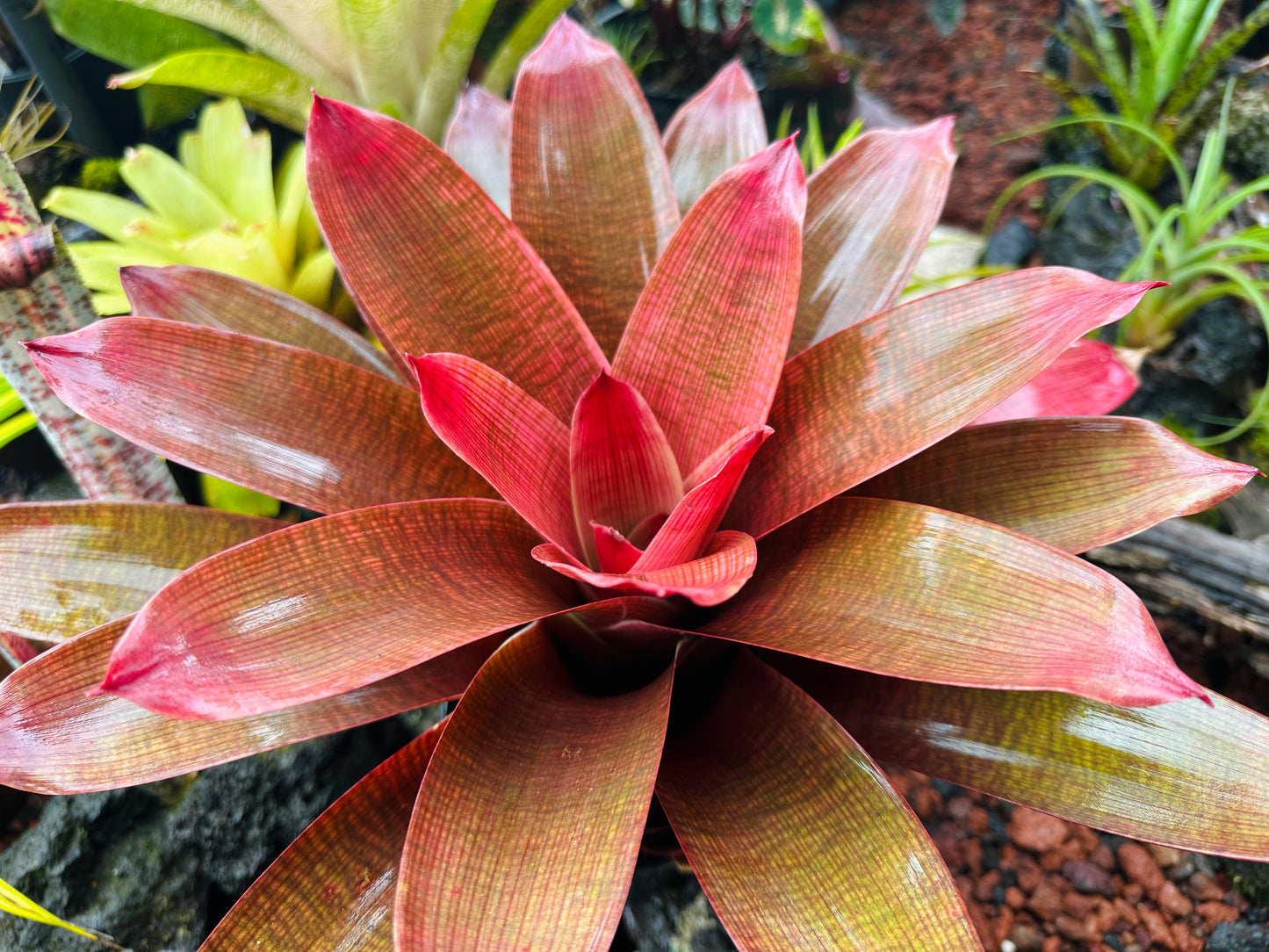 Vriesea ‘Ku’ulei’ cv. ‘Ula’ula