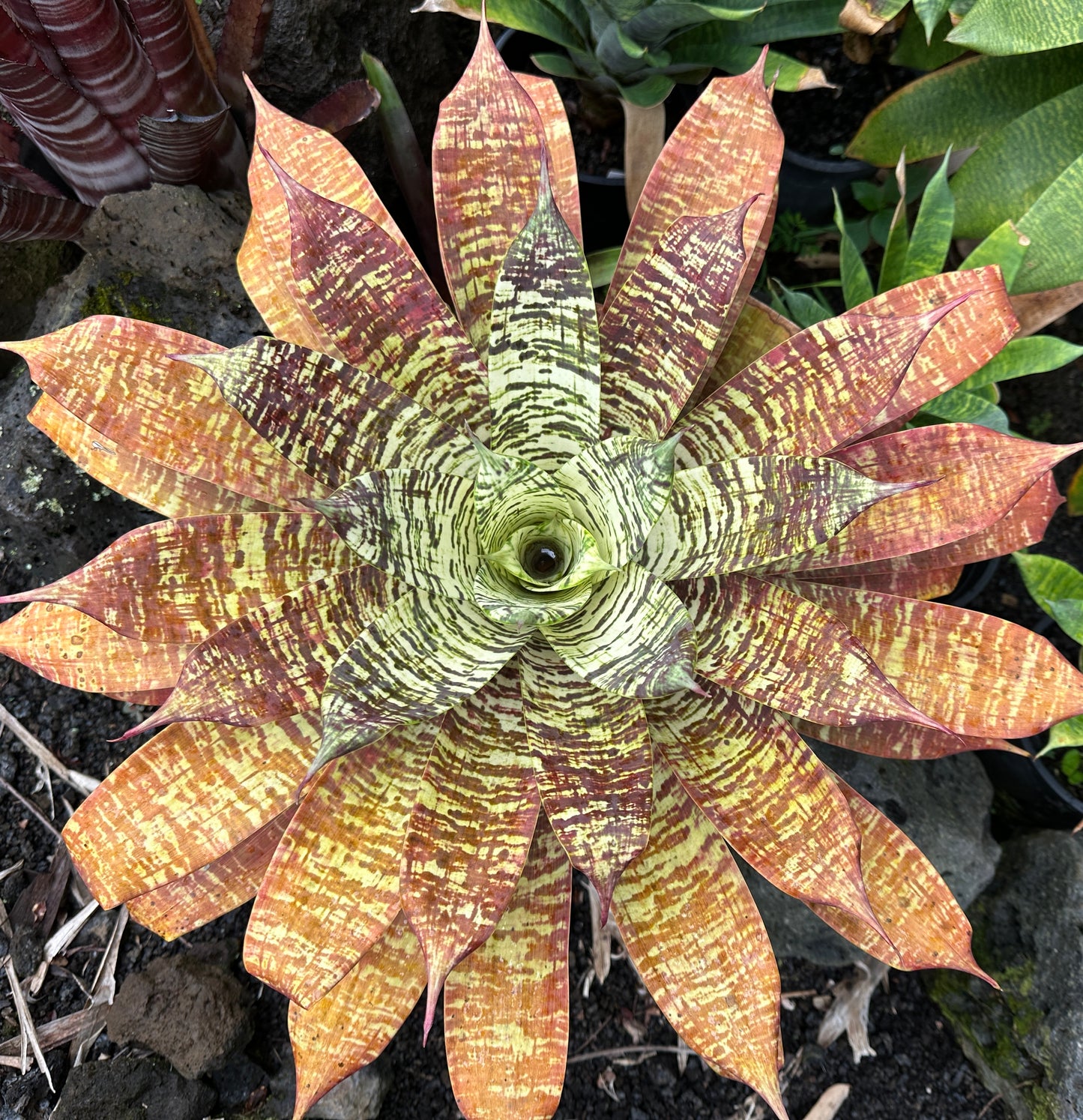 Goudaea Golden Dragon