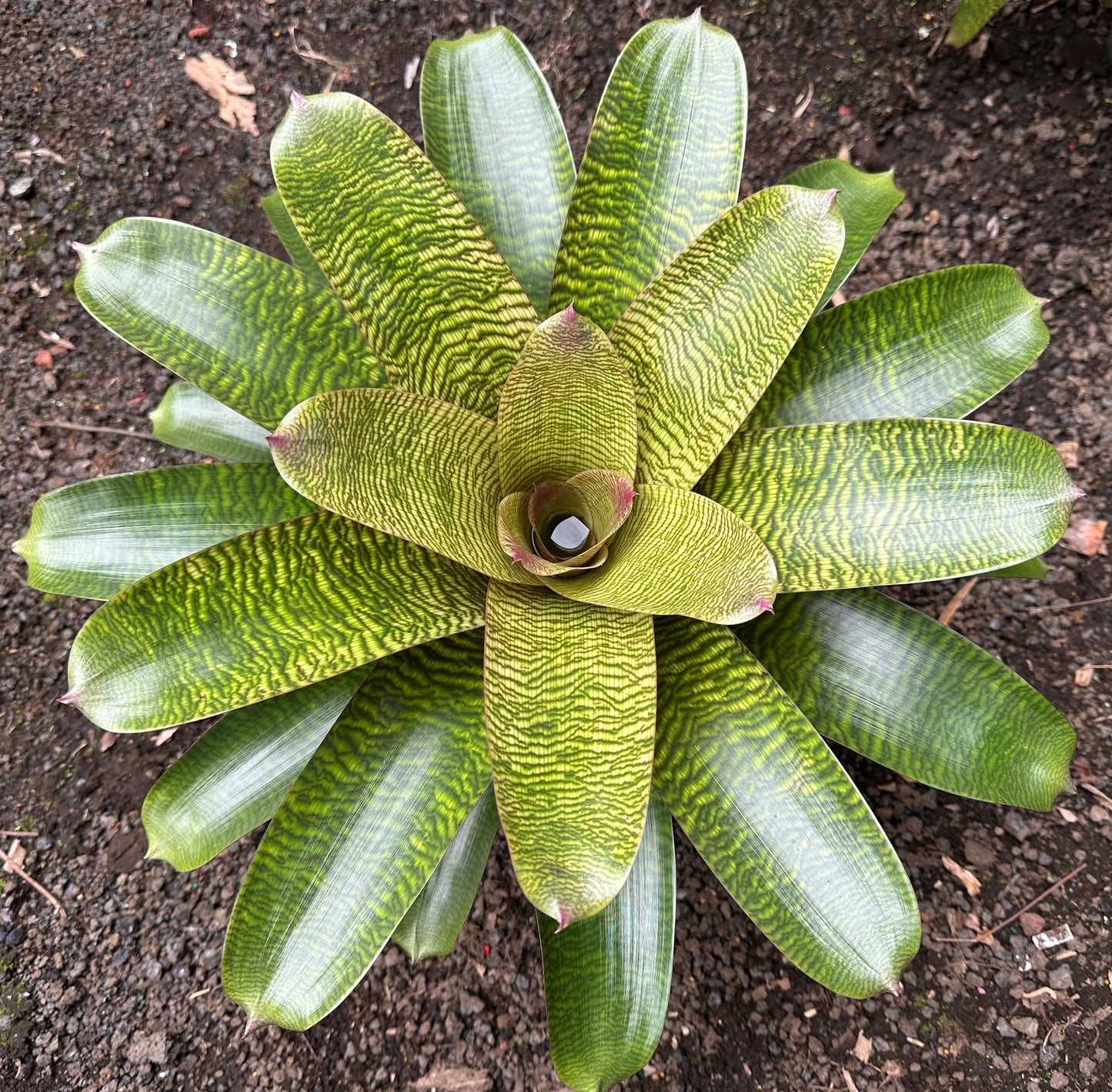 Vriesea hieroglyphica x ‘Ku’ulei’