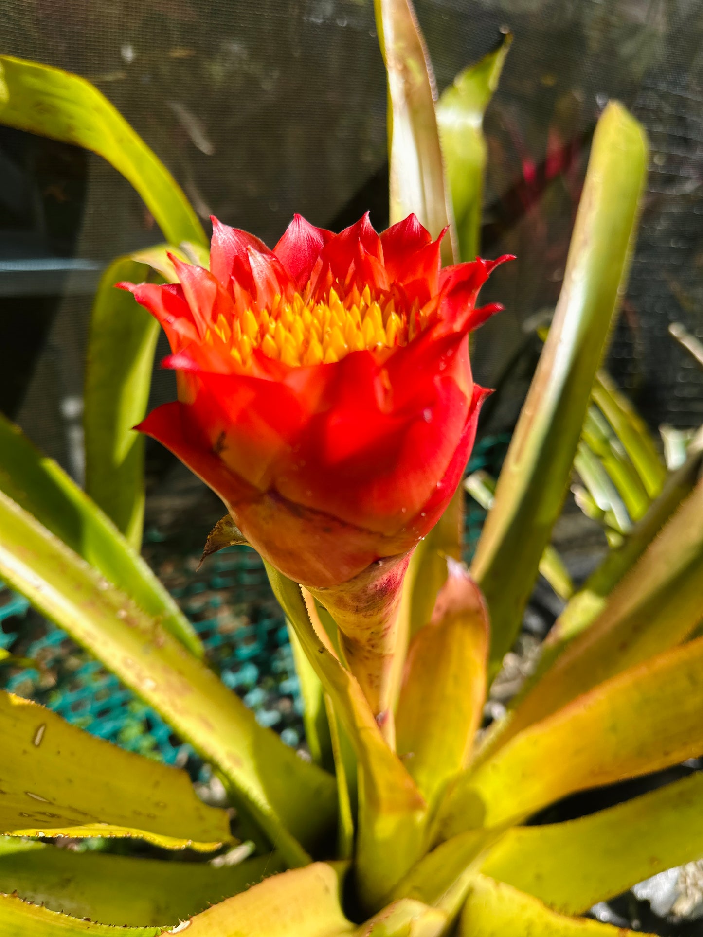 Canistrum aurantiacum