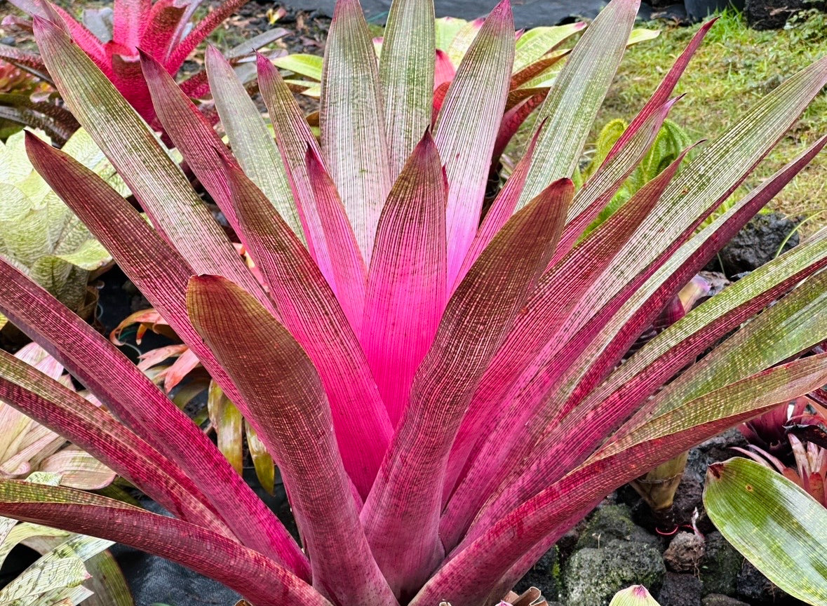 Vriesea ‘Ku’ulei Nani’