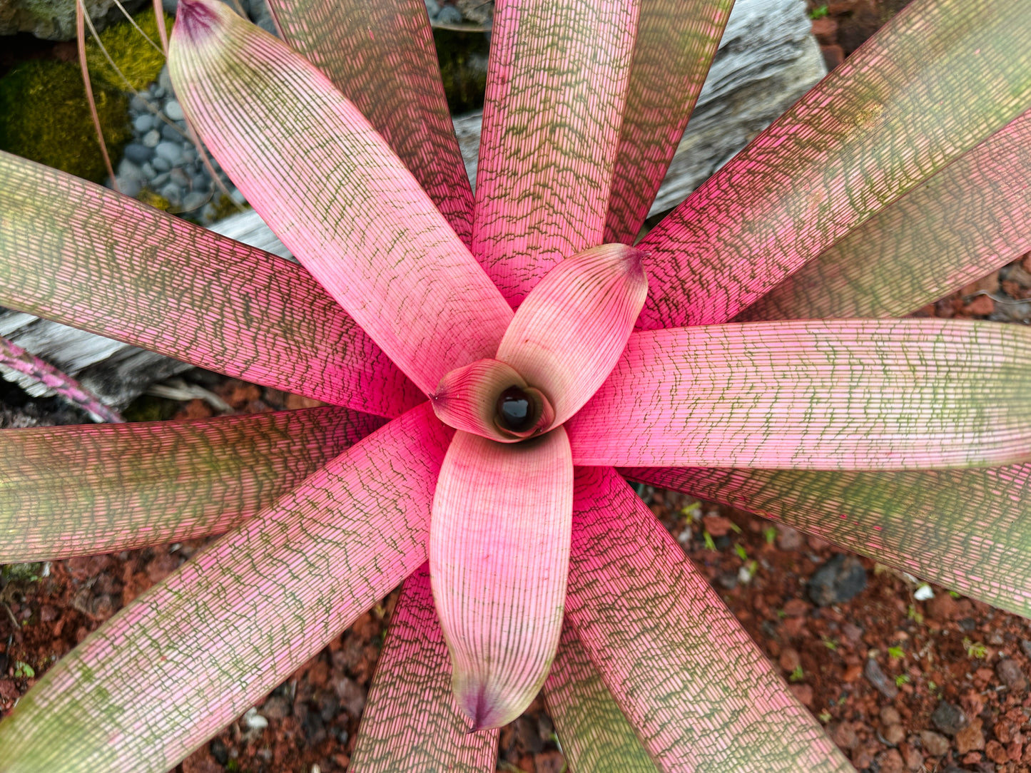 Vriesea ‘Hawaiian Goddess’