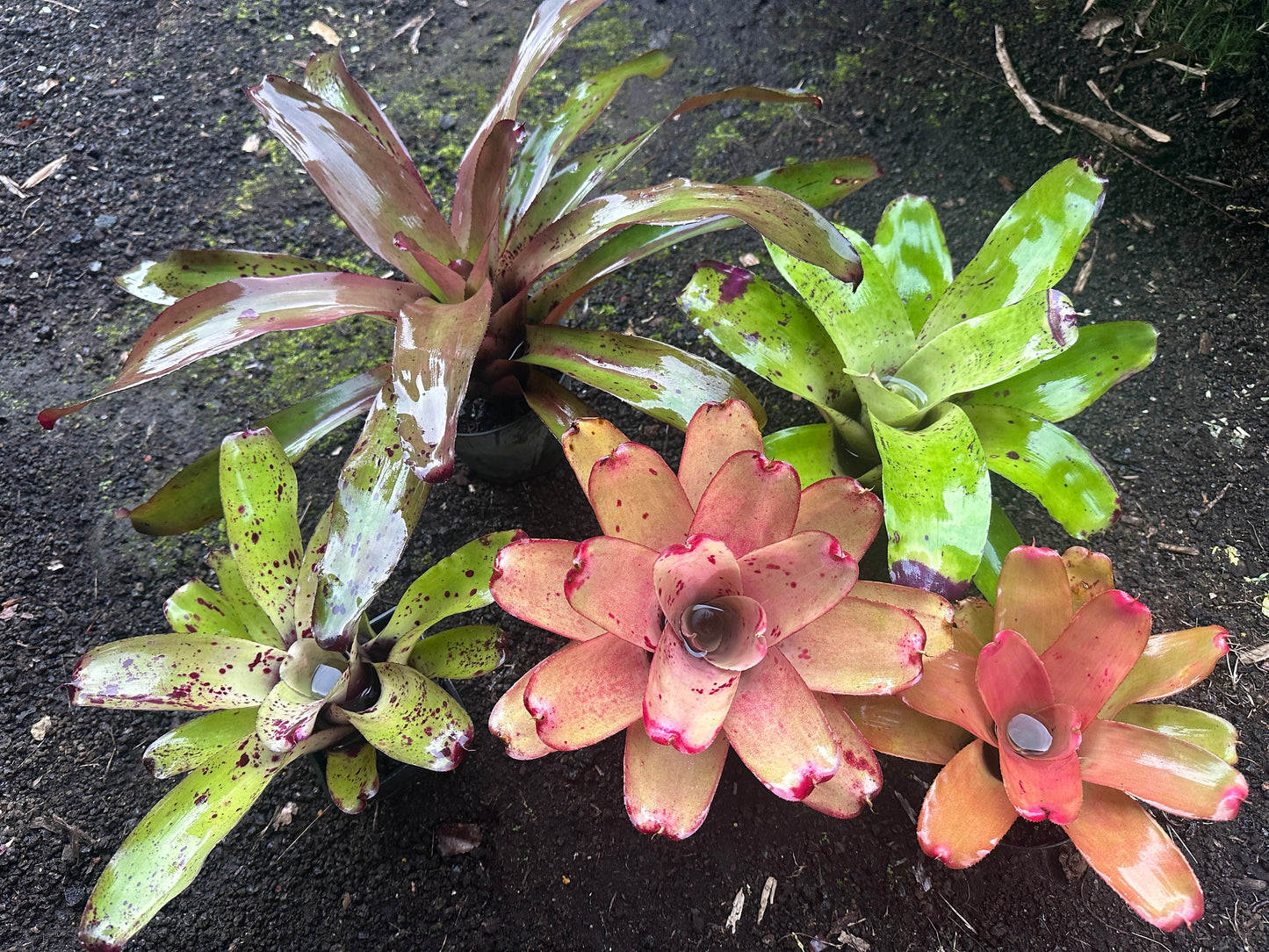 Assorted Neoregelia