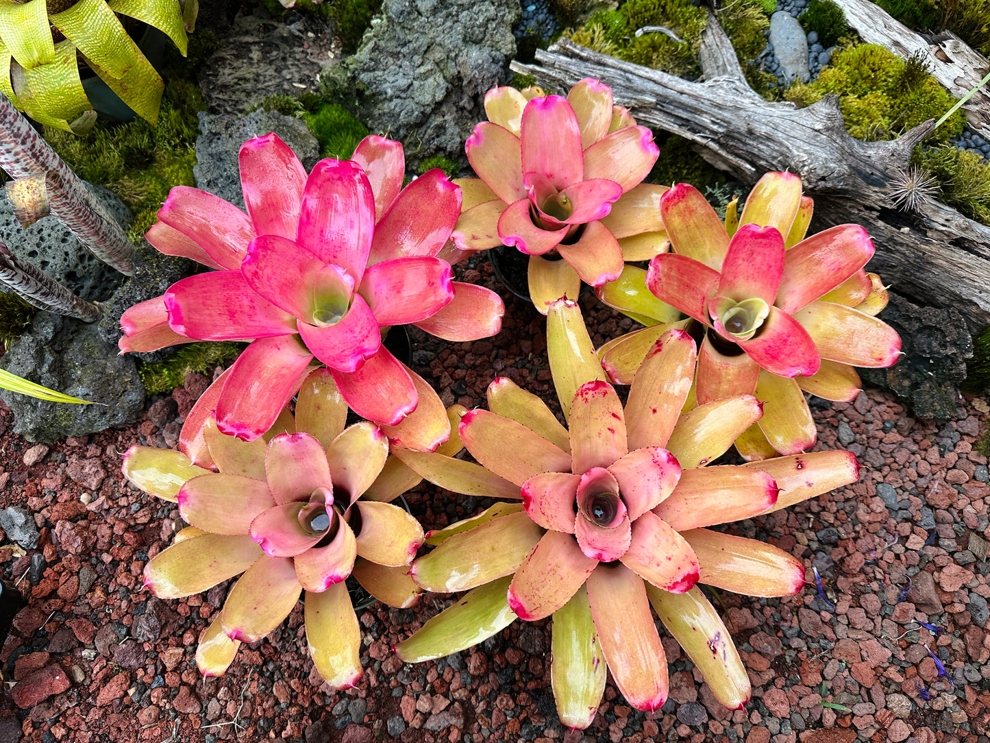 Assorted Neoregelia