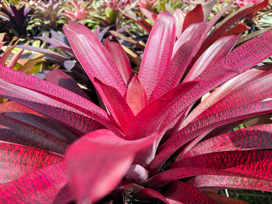 Vriesea ‘Kilauea Glow’