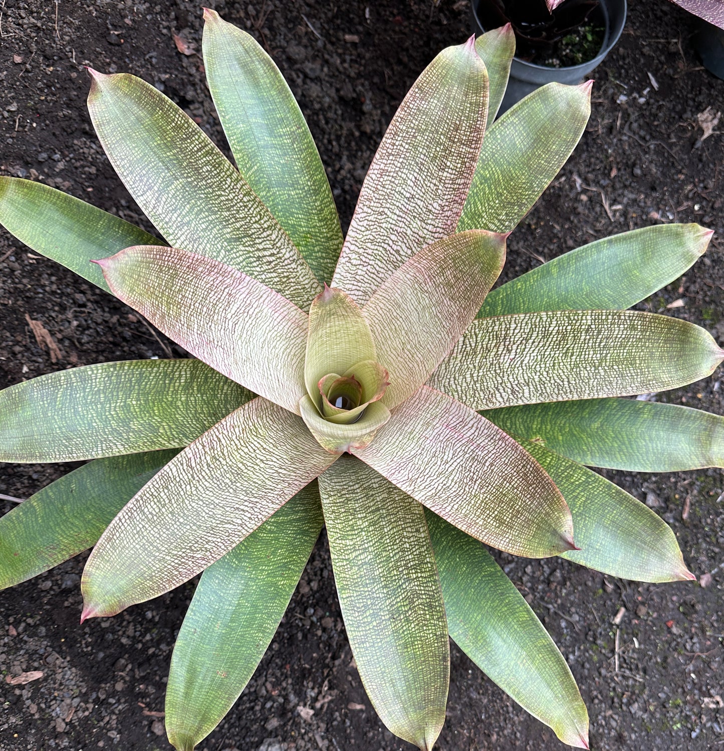 Vriesea ‘Kiku’ x ‘White Lighting’