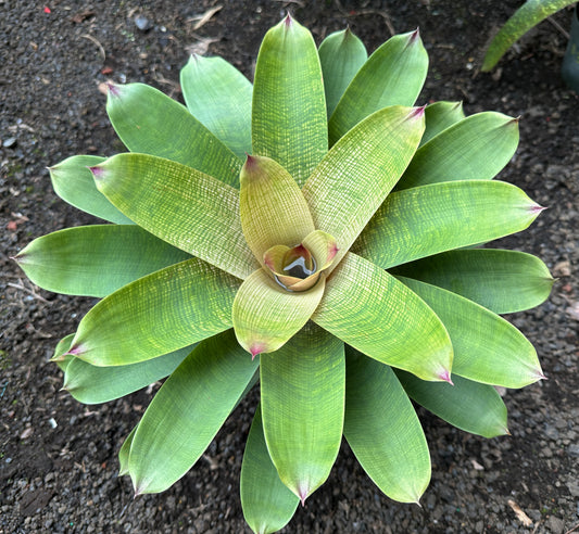 Vriesea ‘Pride of Hilo’ F2 x ‘Winds of Mauna Kea’