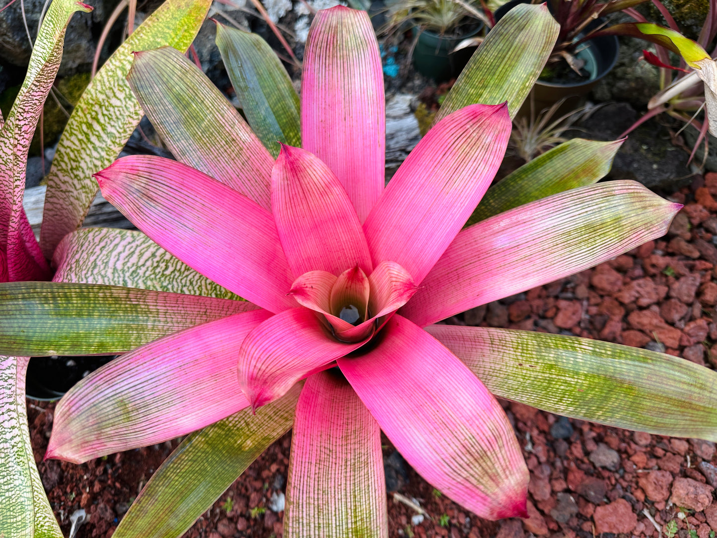 Vriesea ‘Hawaiian Pink Mist’