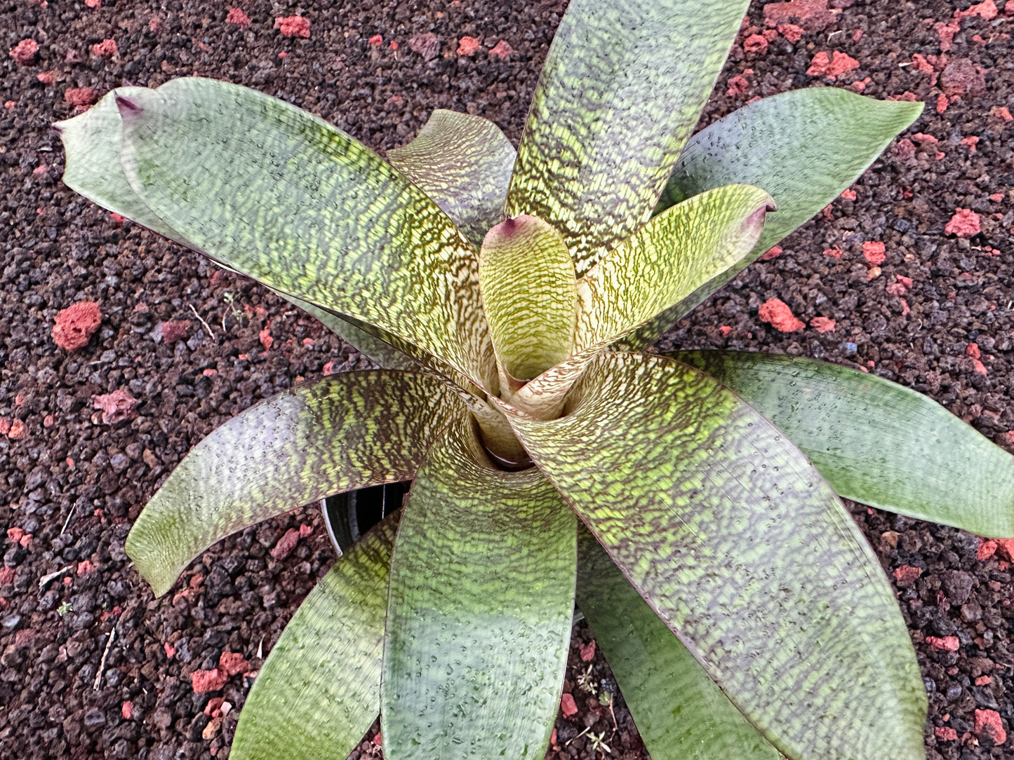 Vriesea ‘Puna Passion’ F2