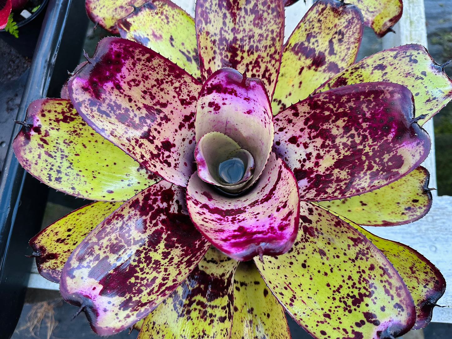 Neoregelia ‘Royanne’