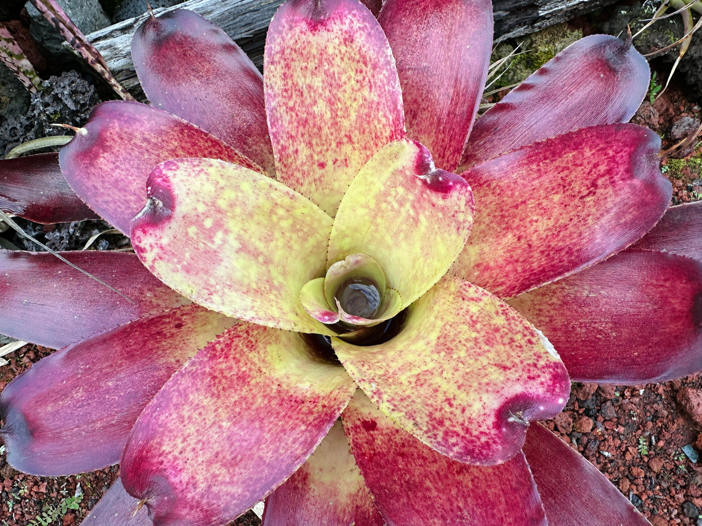 Neoregelia Gold Fever x (Carcharodon Tiger x Ornato)