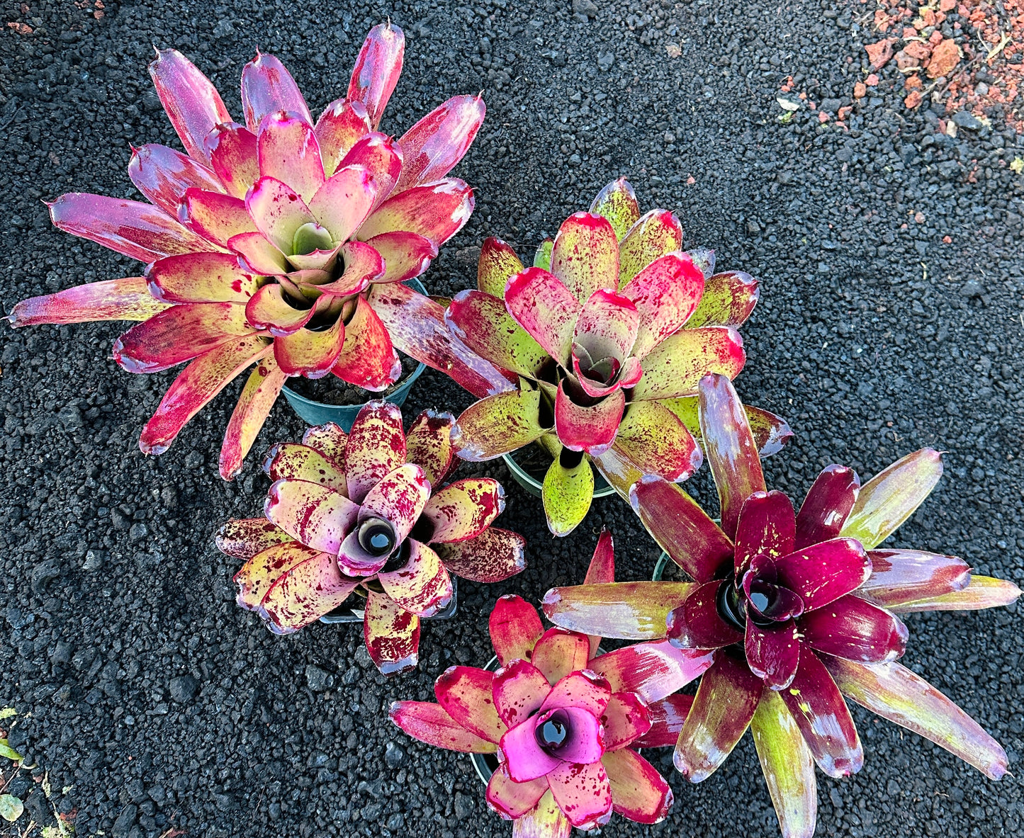 Assorted Neoregelia