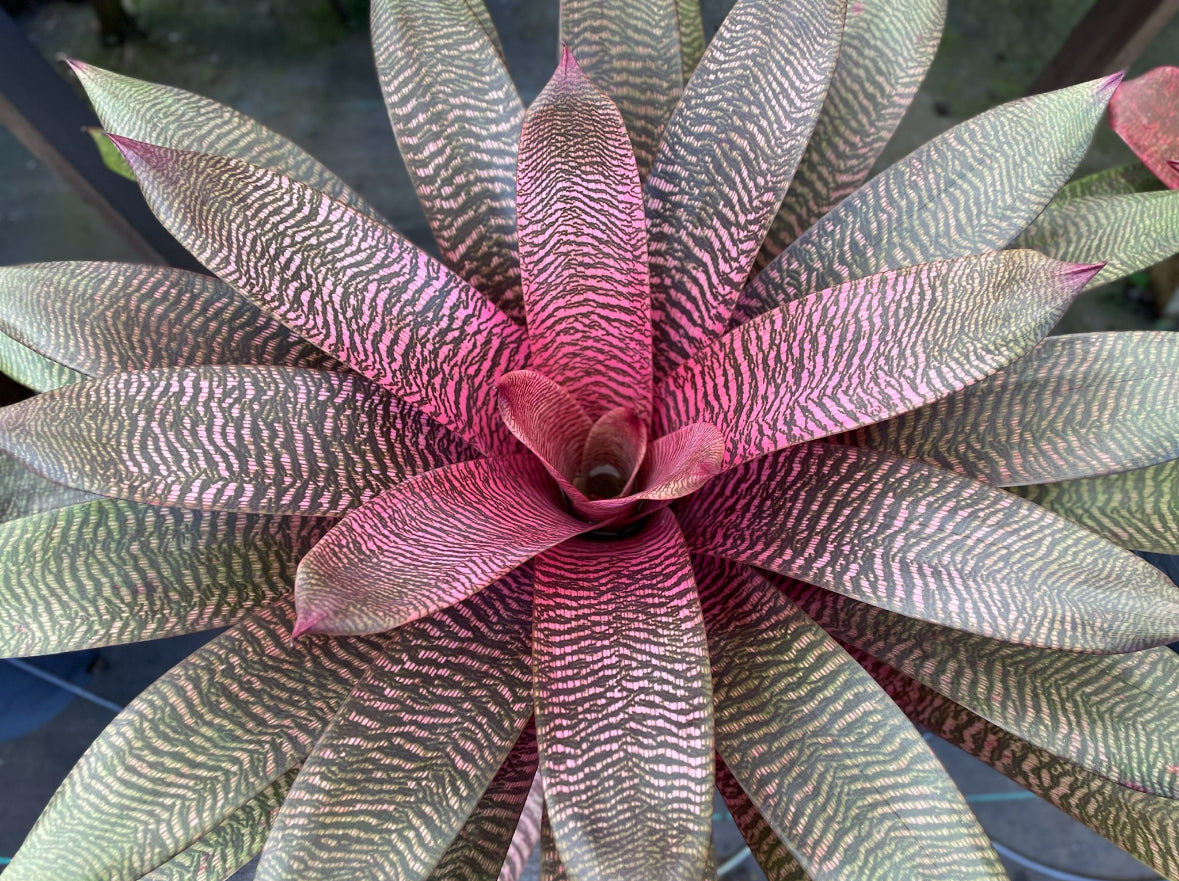 Vriesea ‘Hawaiian Pink Tiger’
