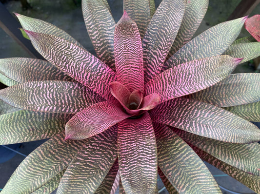 Vriesea ‘Hawaiian Pink Tiger’