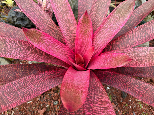 Vriesea ‘Panaewa Beauty’