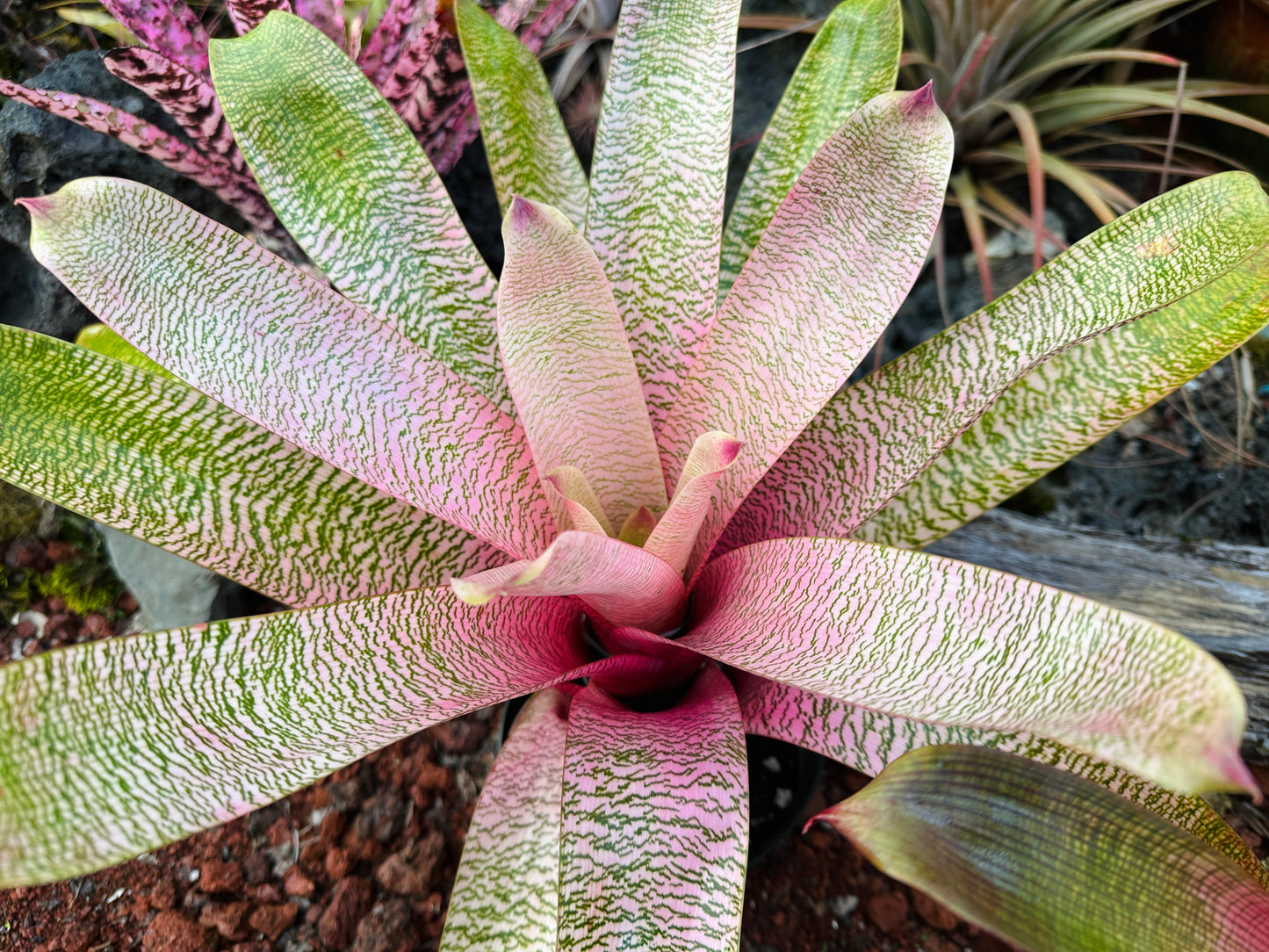 Vriesea ‘Kelci Shiigi’