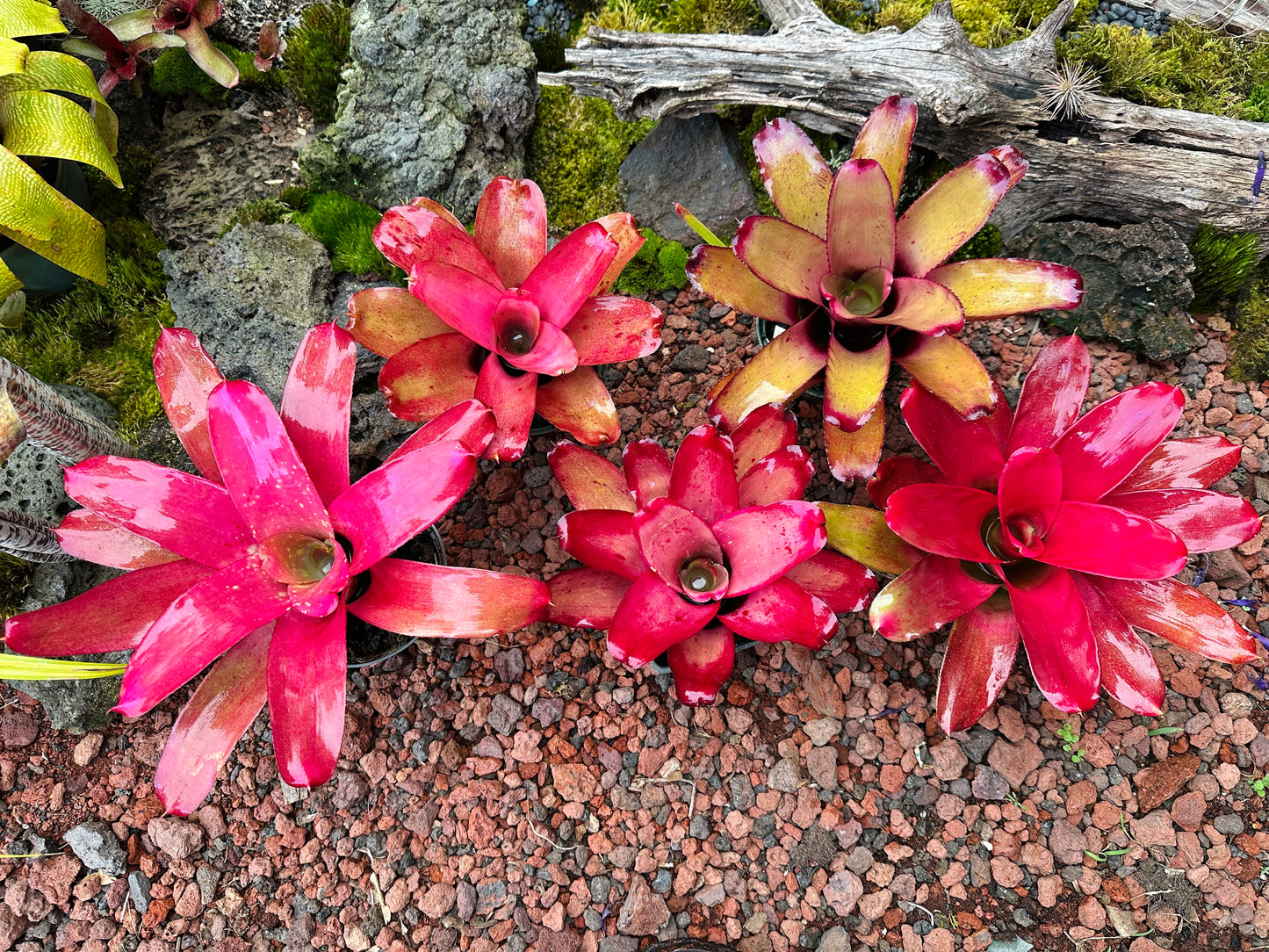 Assorted Neoregelia