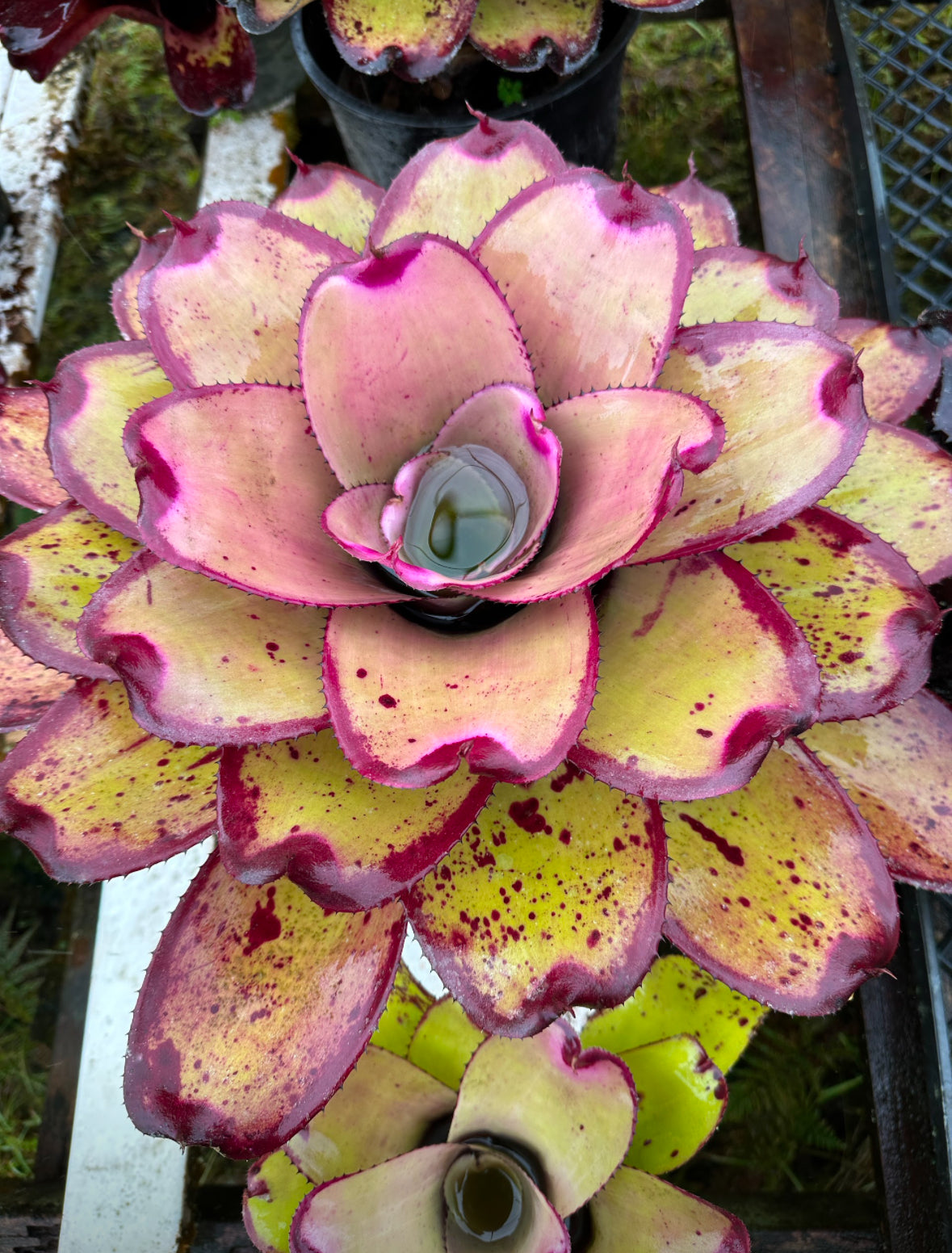 Neoregelia ‘Yokozuna’