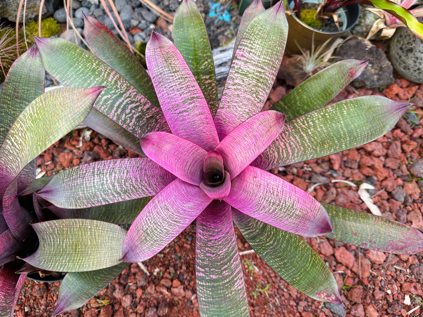 Vriesea ‘Miyoko’