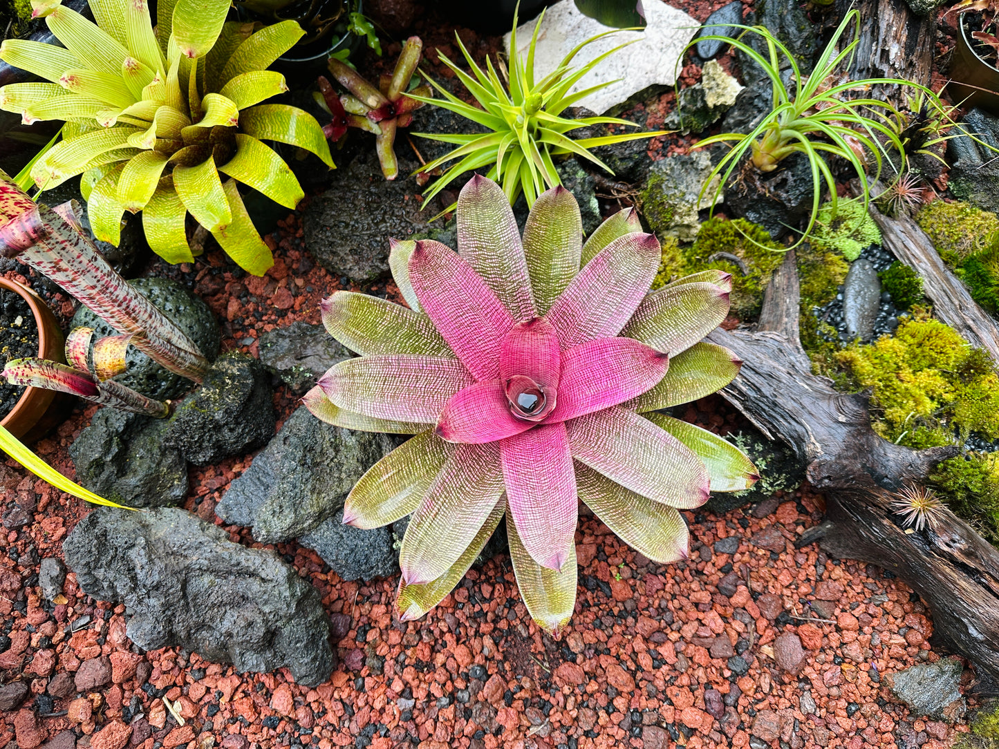 Vriesea hieroglyphica x ‘Pahoa Beauty’