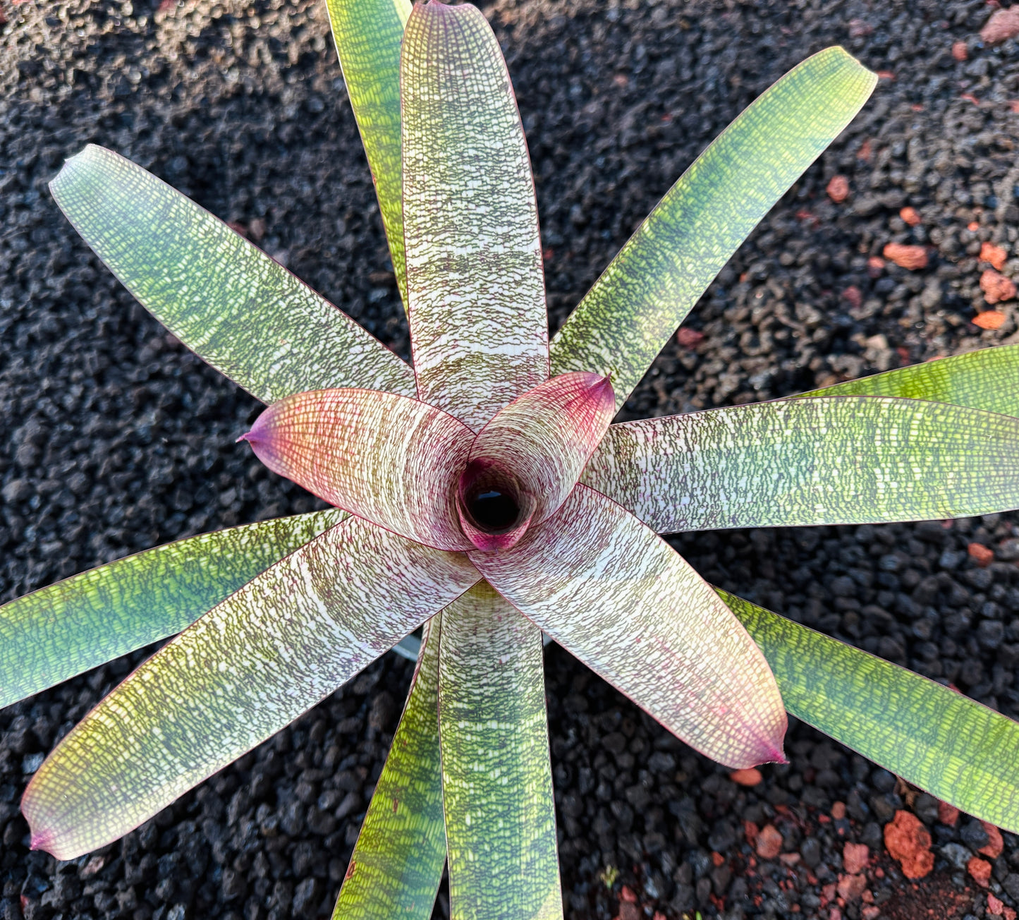 Vriesea ‘Sherlette Shiigi’ x ‘Royal Hawaiian’