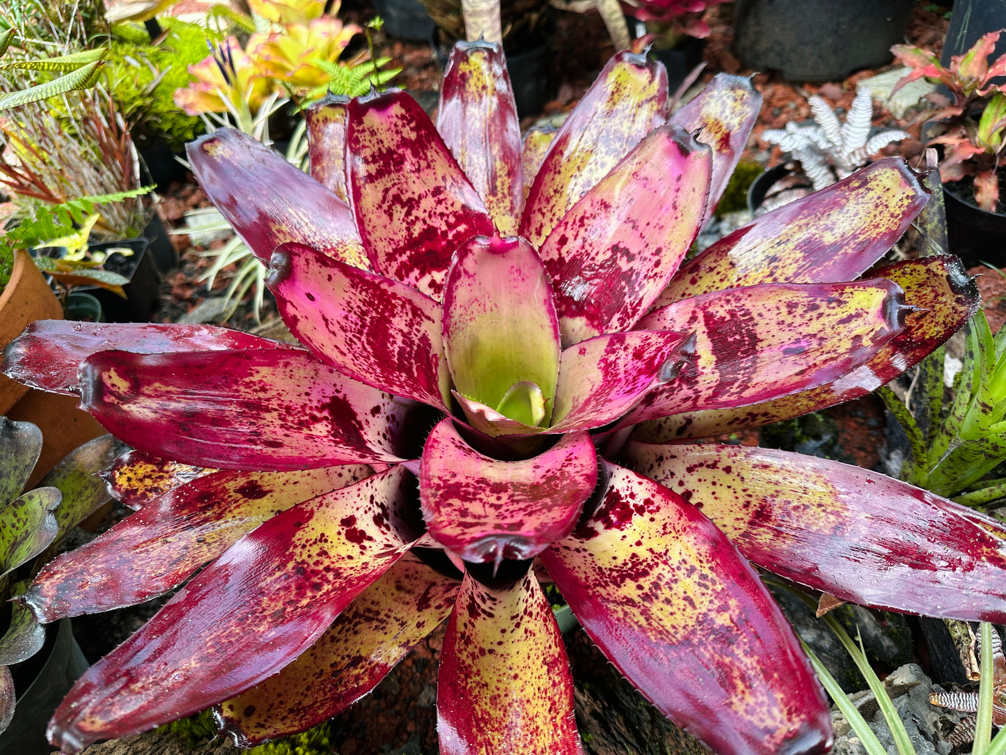 Neoregelia ‘Ninja’ x ‘Takemura Grande’