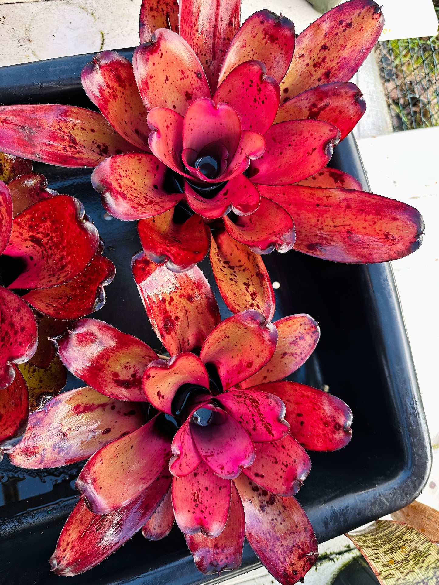 Neoregelia ‘King Kamehameha II’