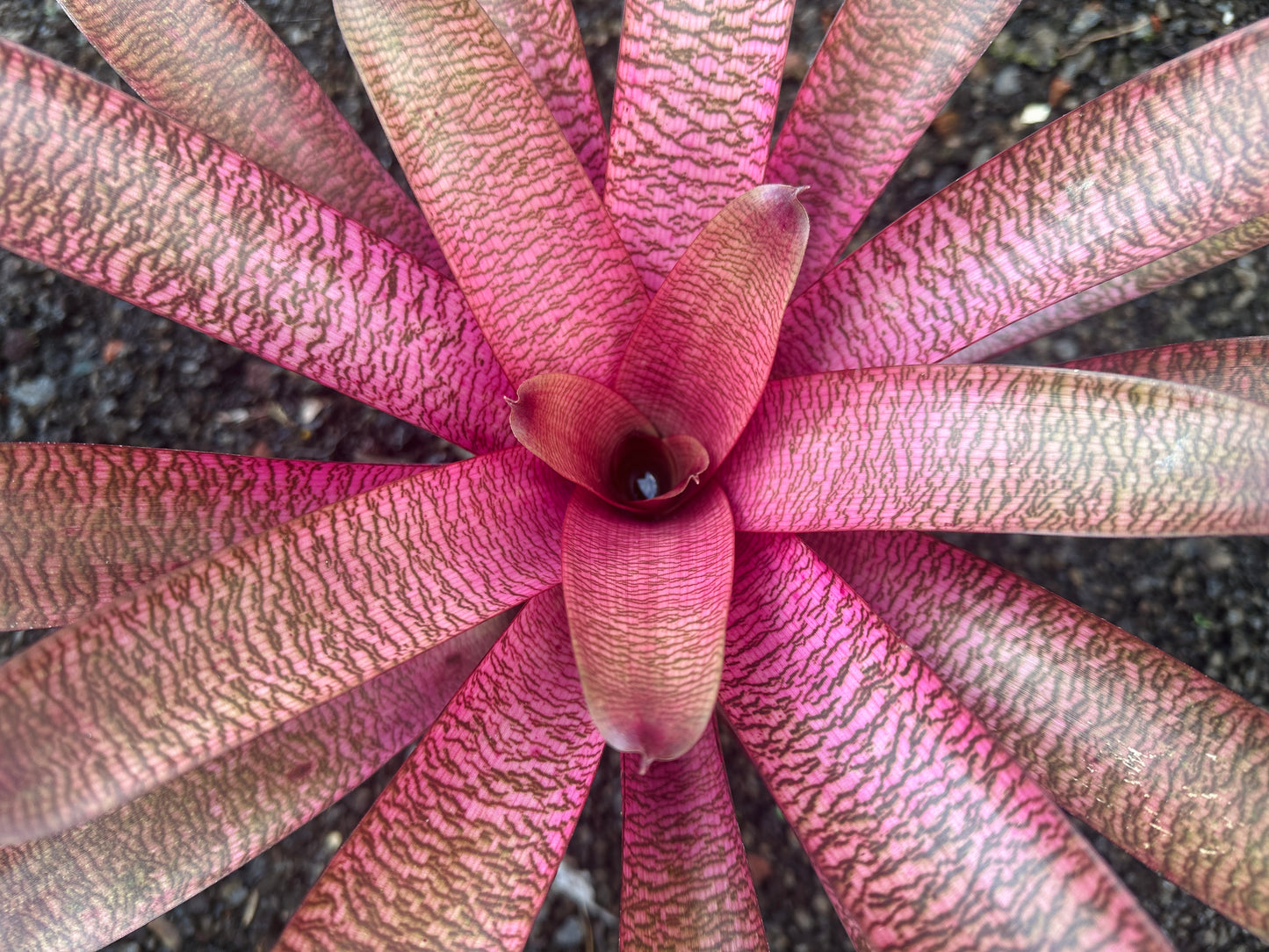 Vriesea ‘Patrice’ x ‘(‘Kaumana’ pink x ‘Hilo Rainbow’