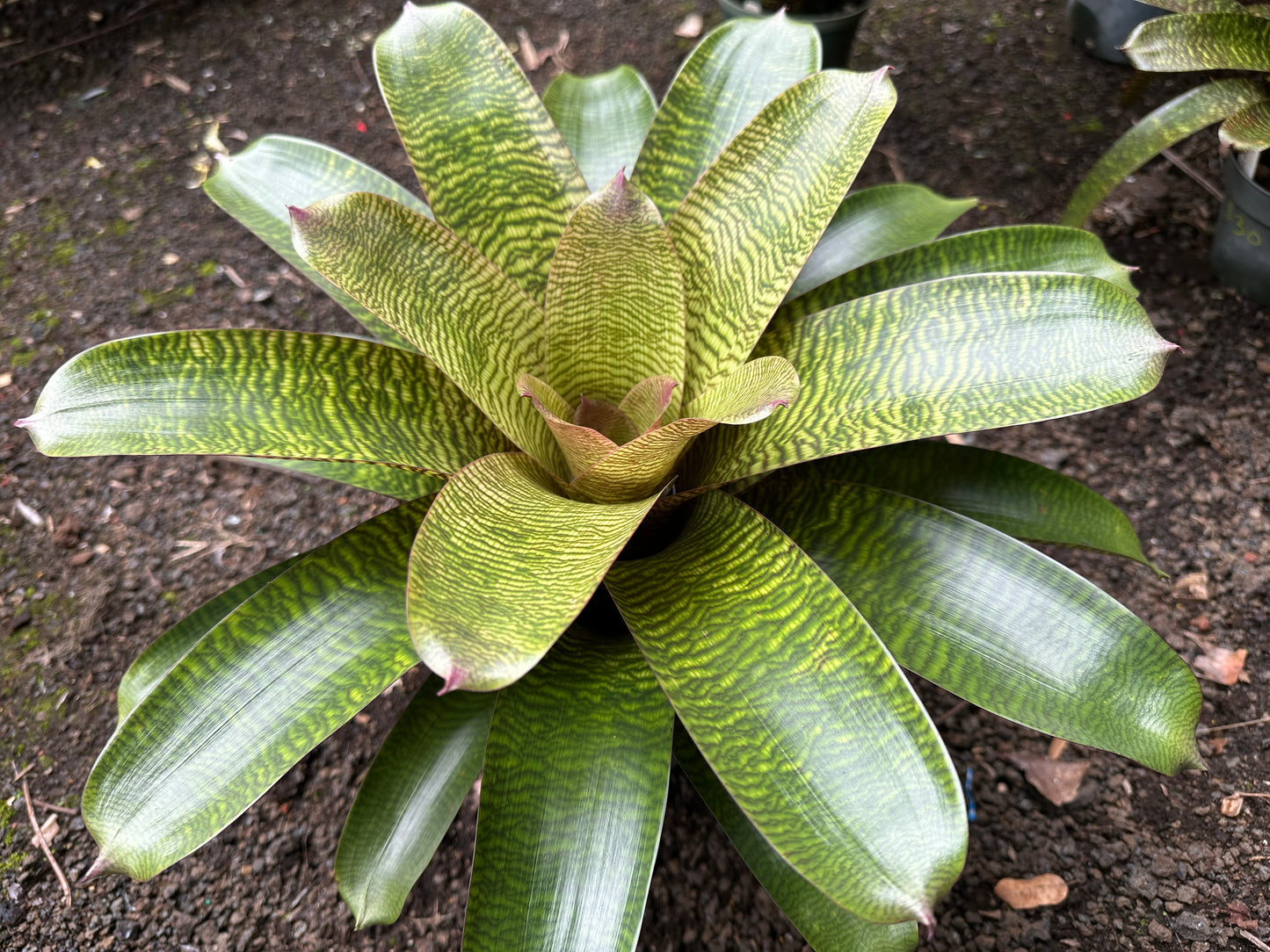 Vriesea hieroglyphica x ‘Ku’ulei’
