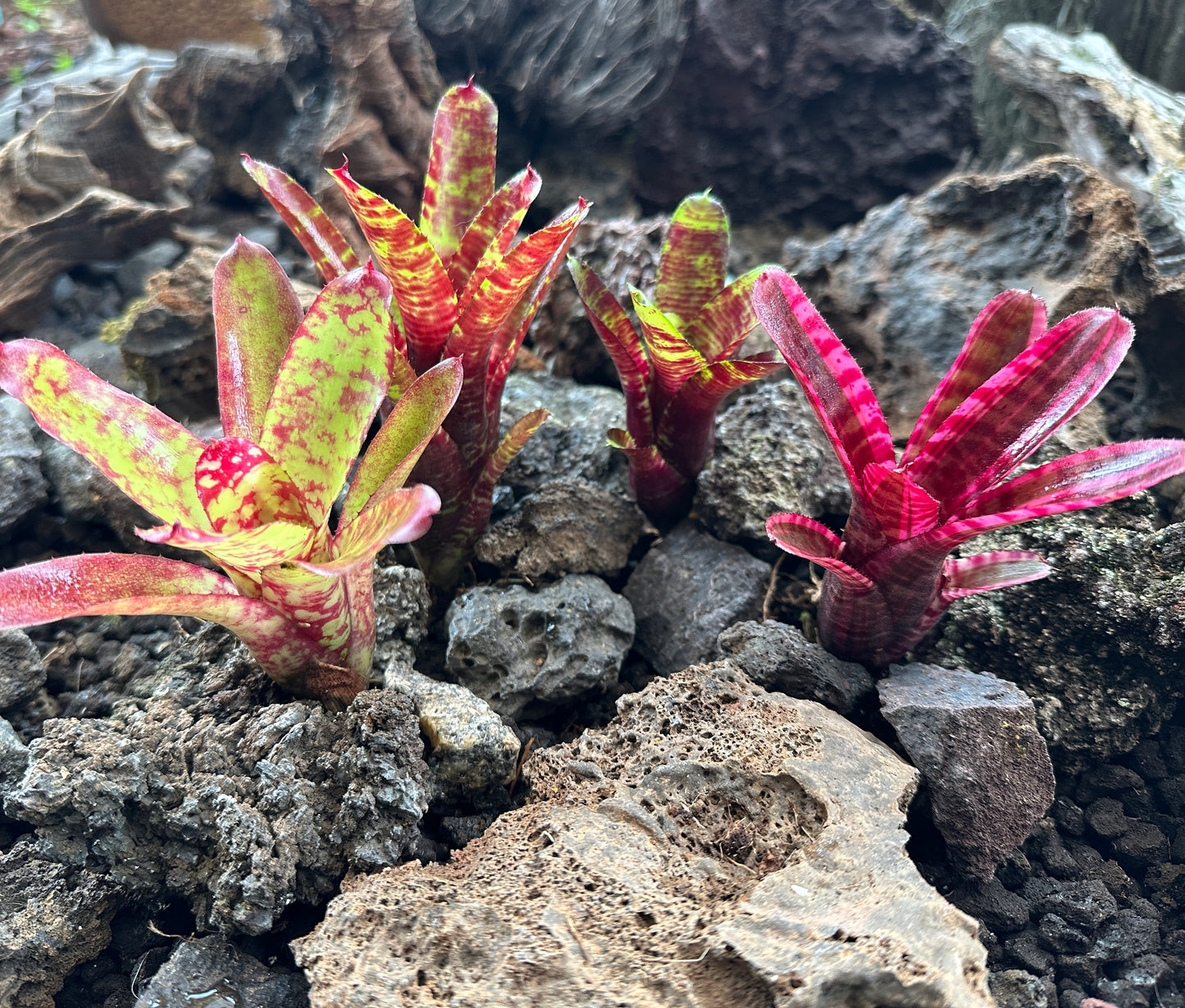 Assorted Neoregelia Minis