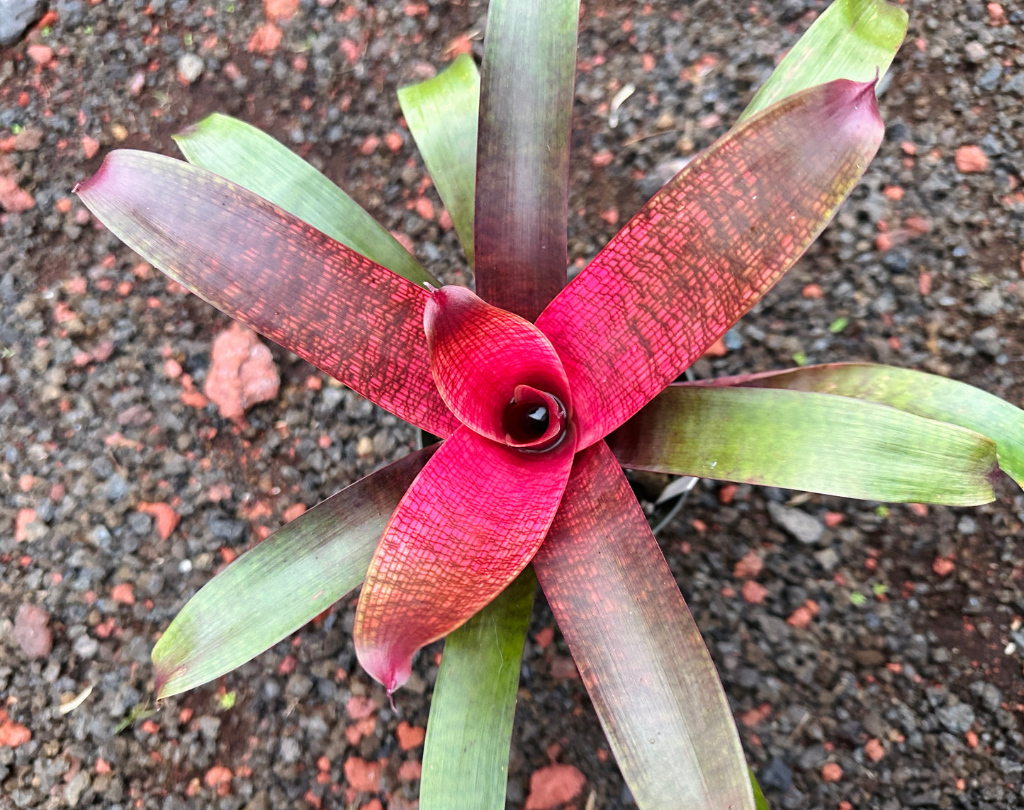 Vriesea ‘Kelci Shiigi’ F2