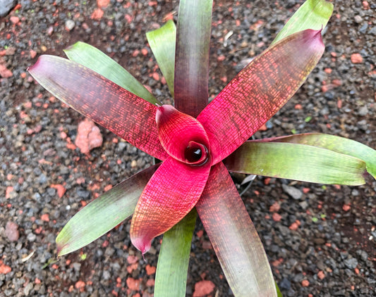 Vriesea ‘Kelci Shiigi’ F2