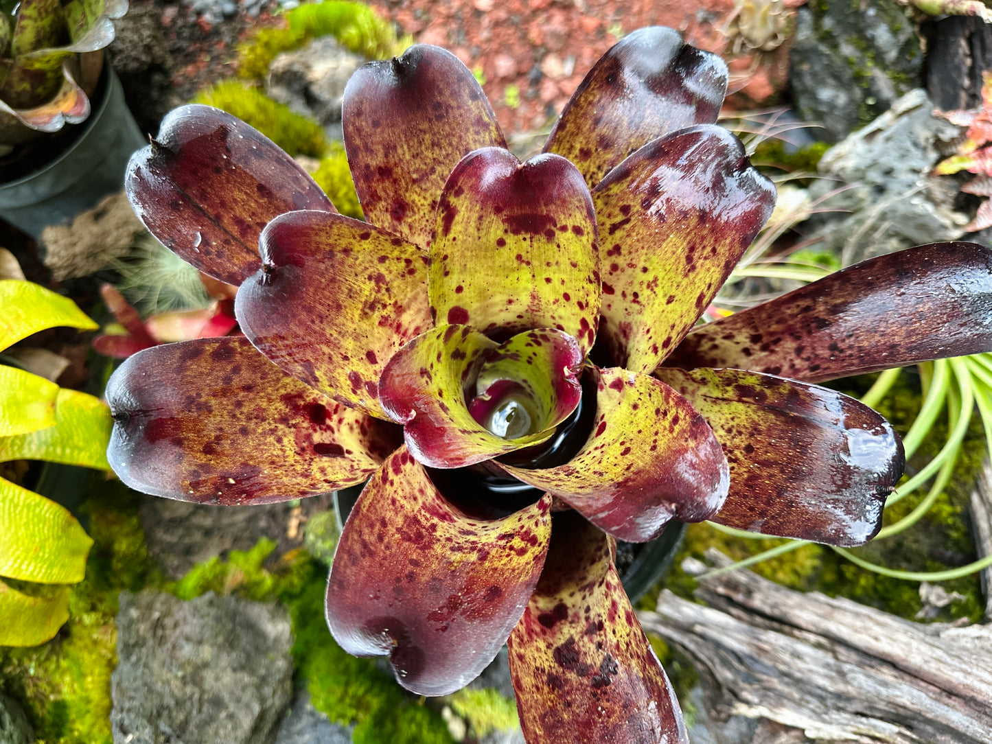 Neoregelia ‘Blueberry Muffin’ x ‘Ninja’