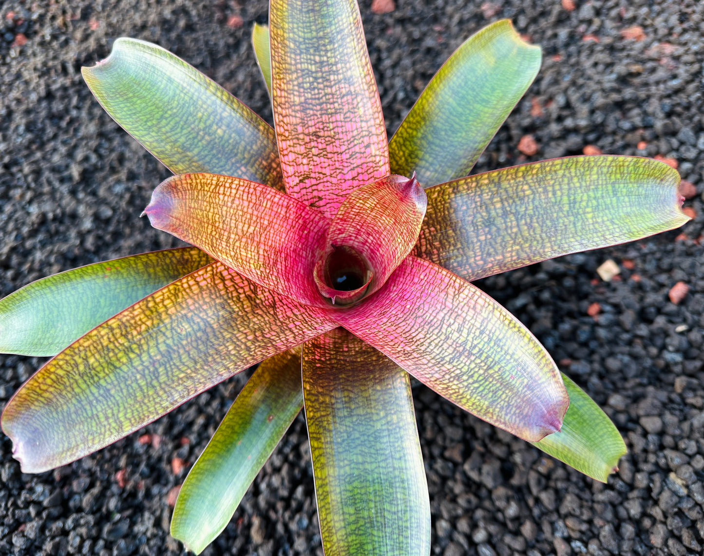 Vriesea ‘Olive and Len Trevor’ x ‘Big Island Passion’