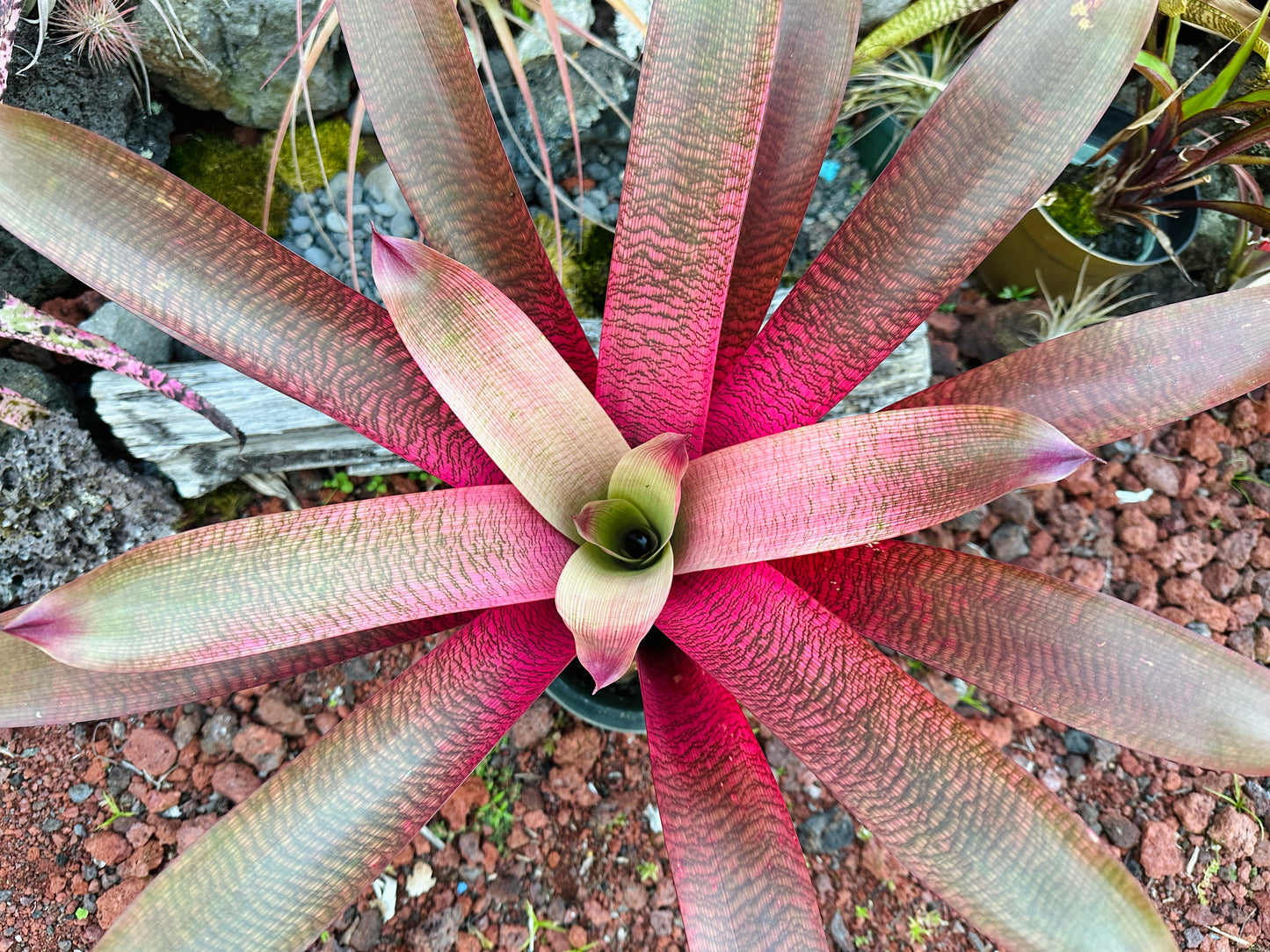 Vriesea ‘Hawaiian Goddess’