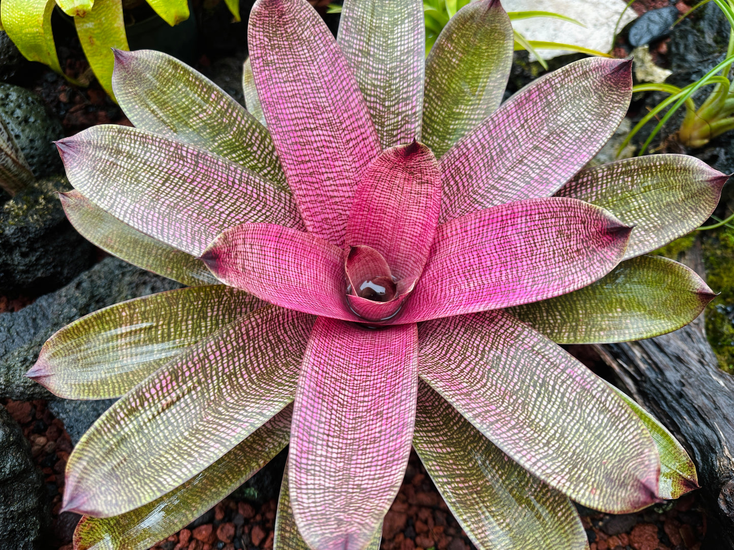 Vriesea hieroglyphica x ‘Pahoa Beauty’