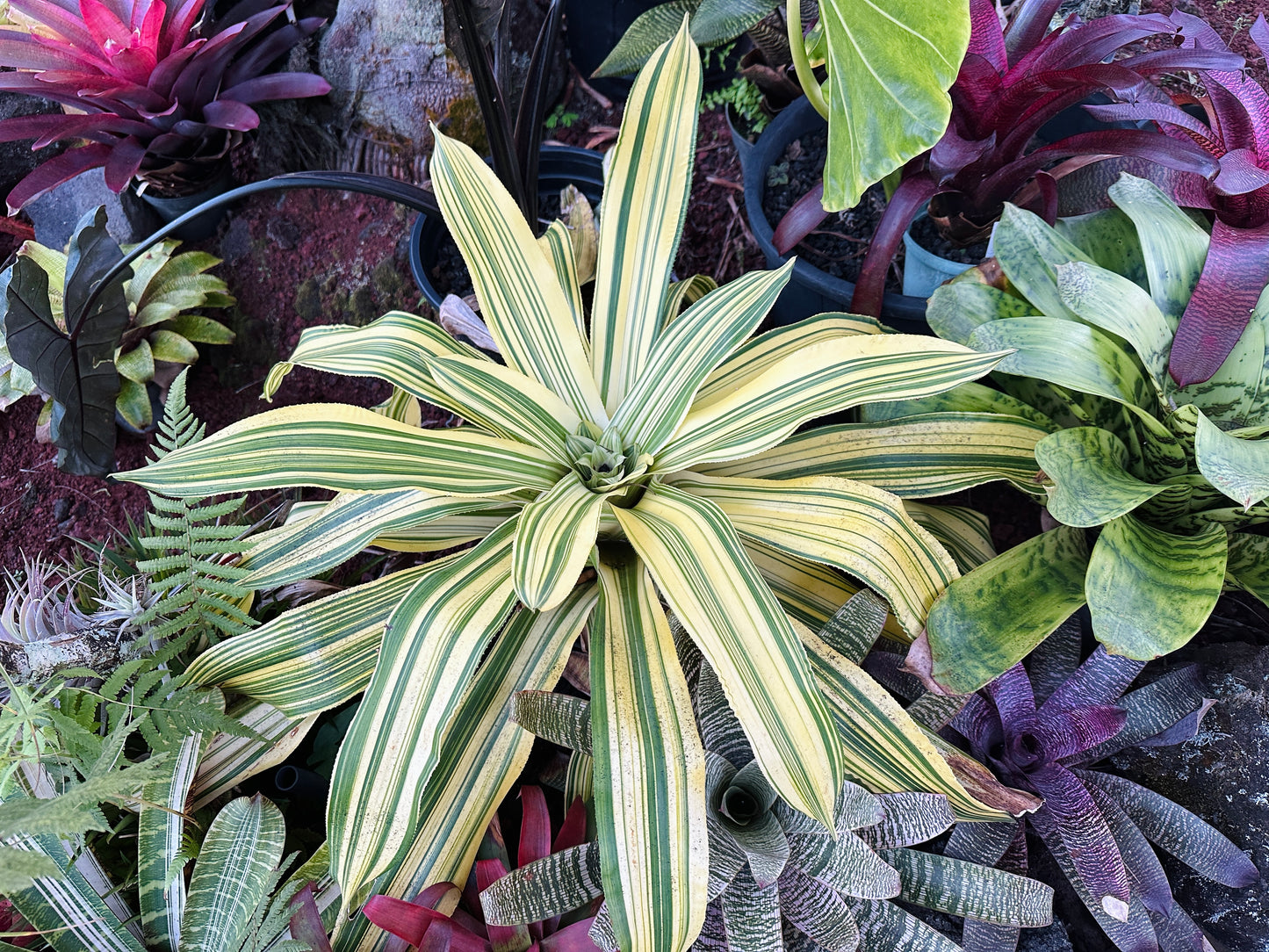 Nidularium innocentii