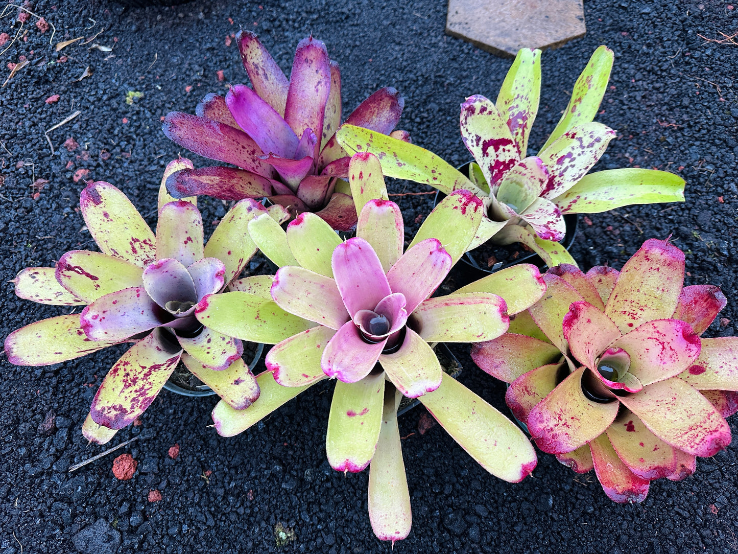 Assorted Neoregelia
