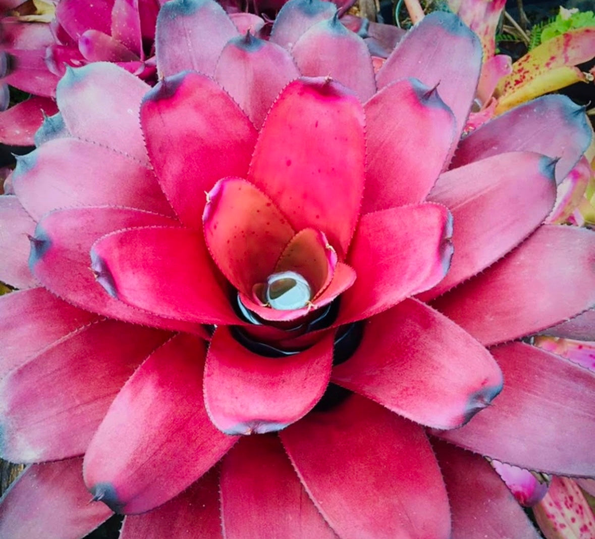 Neoregelia ‘Kilauea Tiger’